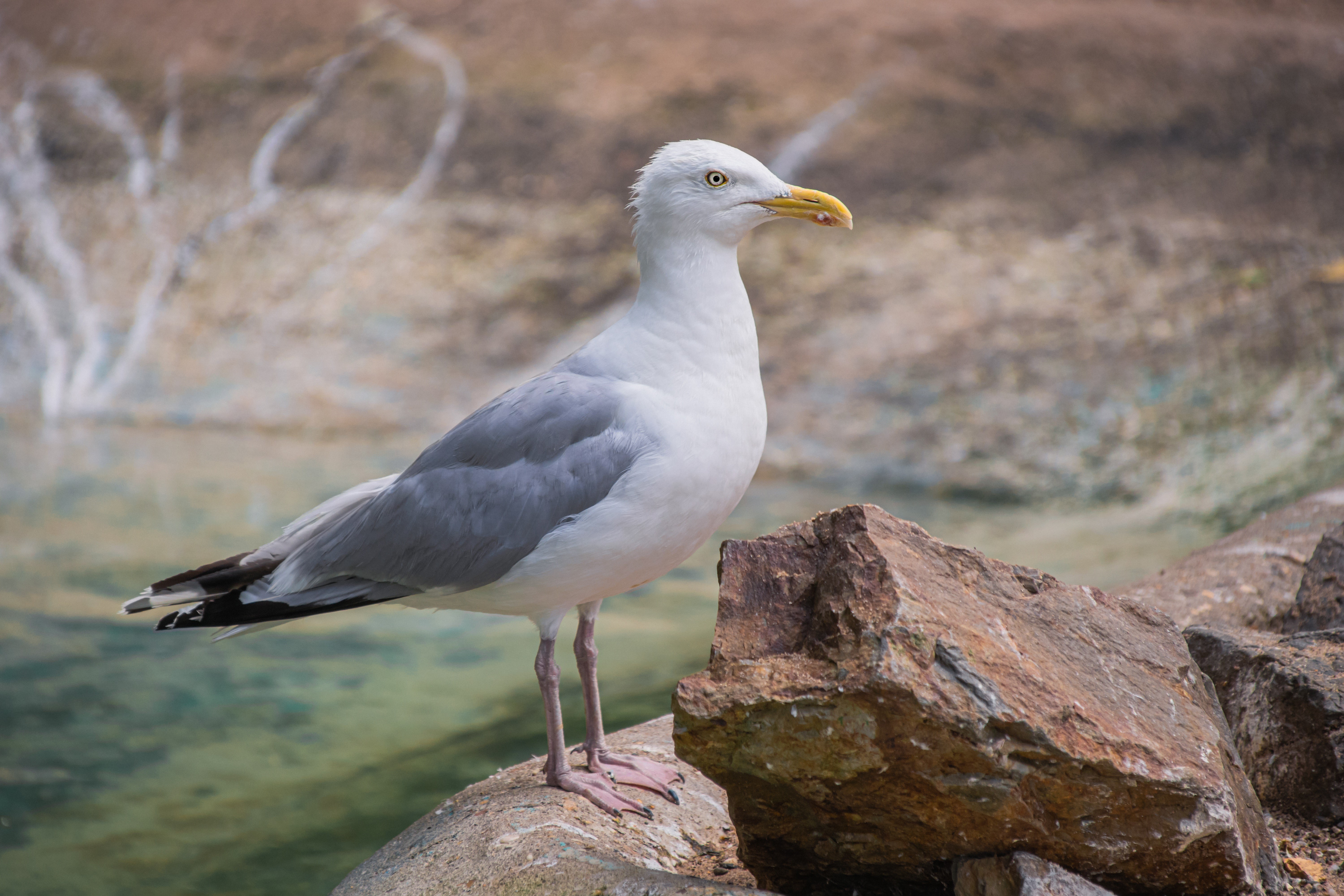 Seagull standing on rocks near water HD Wallpaper