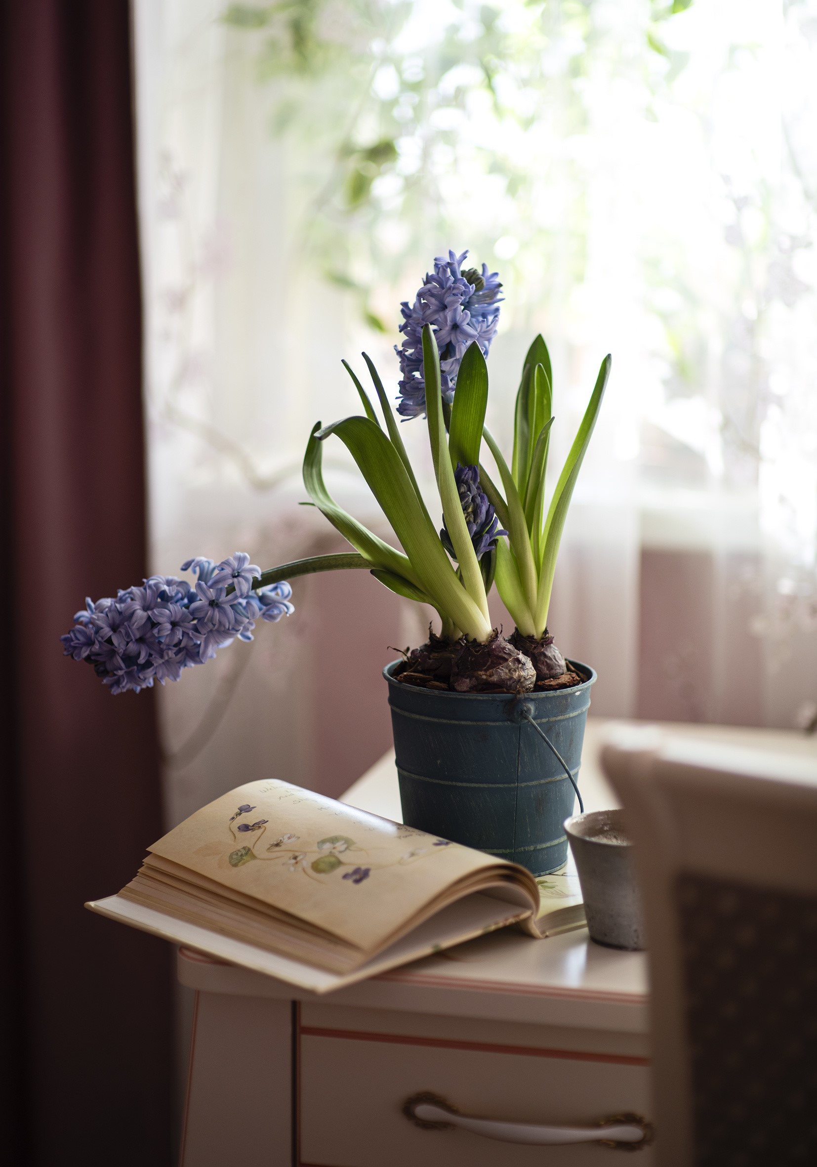 Blue hyacinths in a pot next to an open book HD Phone Wallpaper