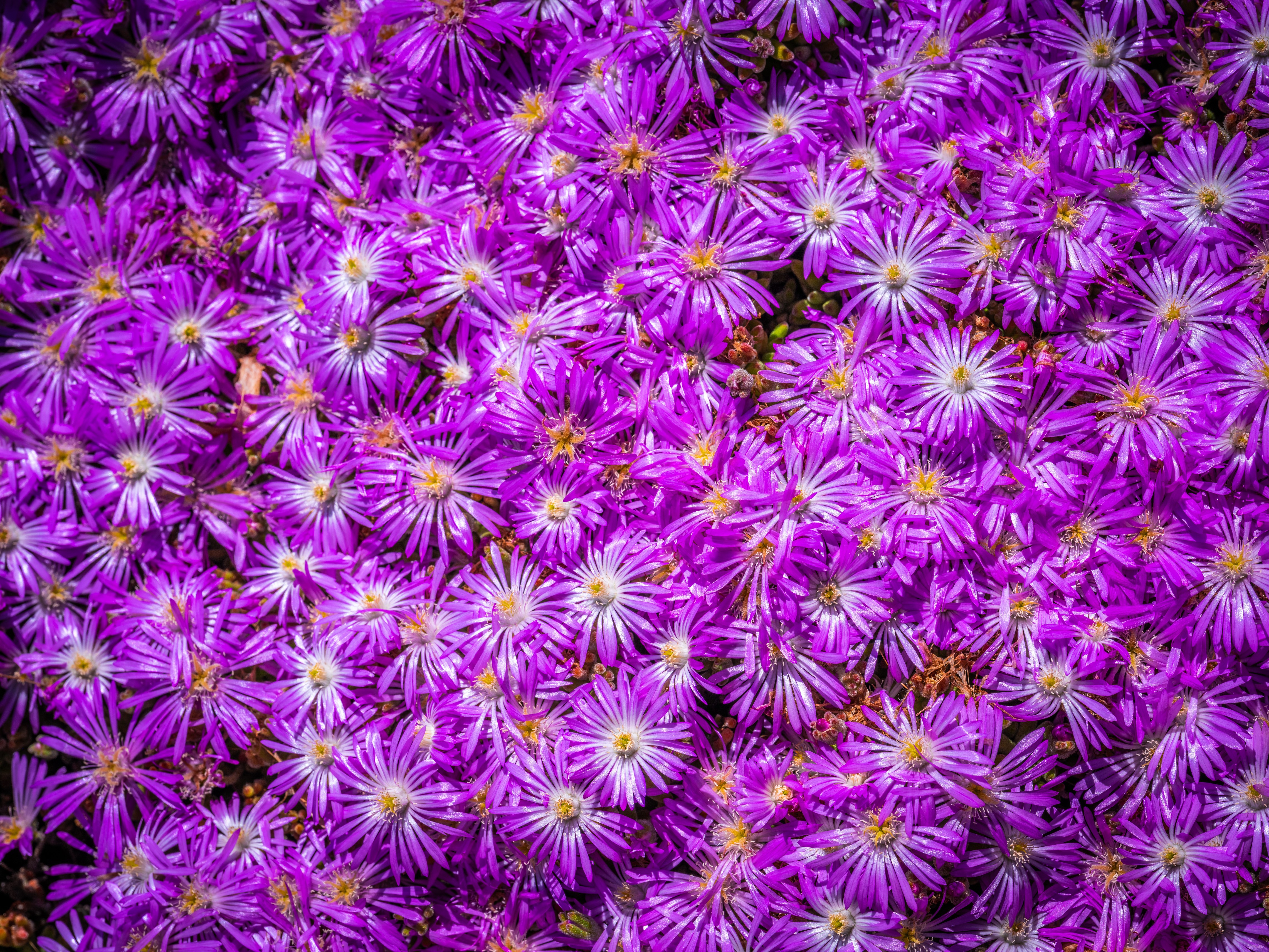 Many Violet Aster Amellus Flowers HD Wallpaper
