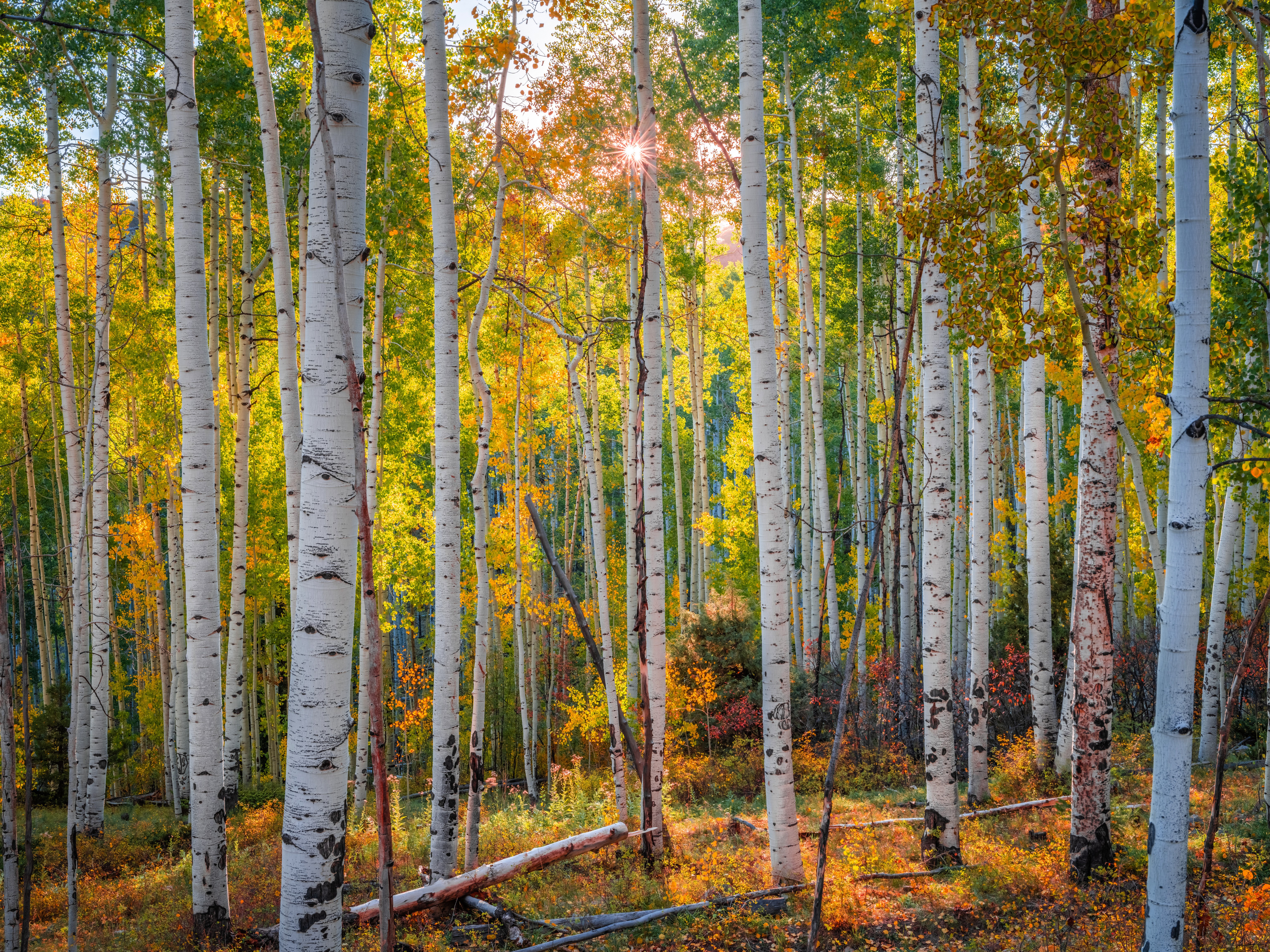 Autumn Aspen Forest in Colorado, USA HD Wallpaper