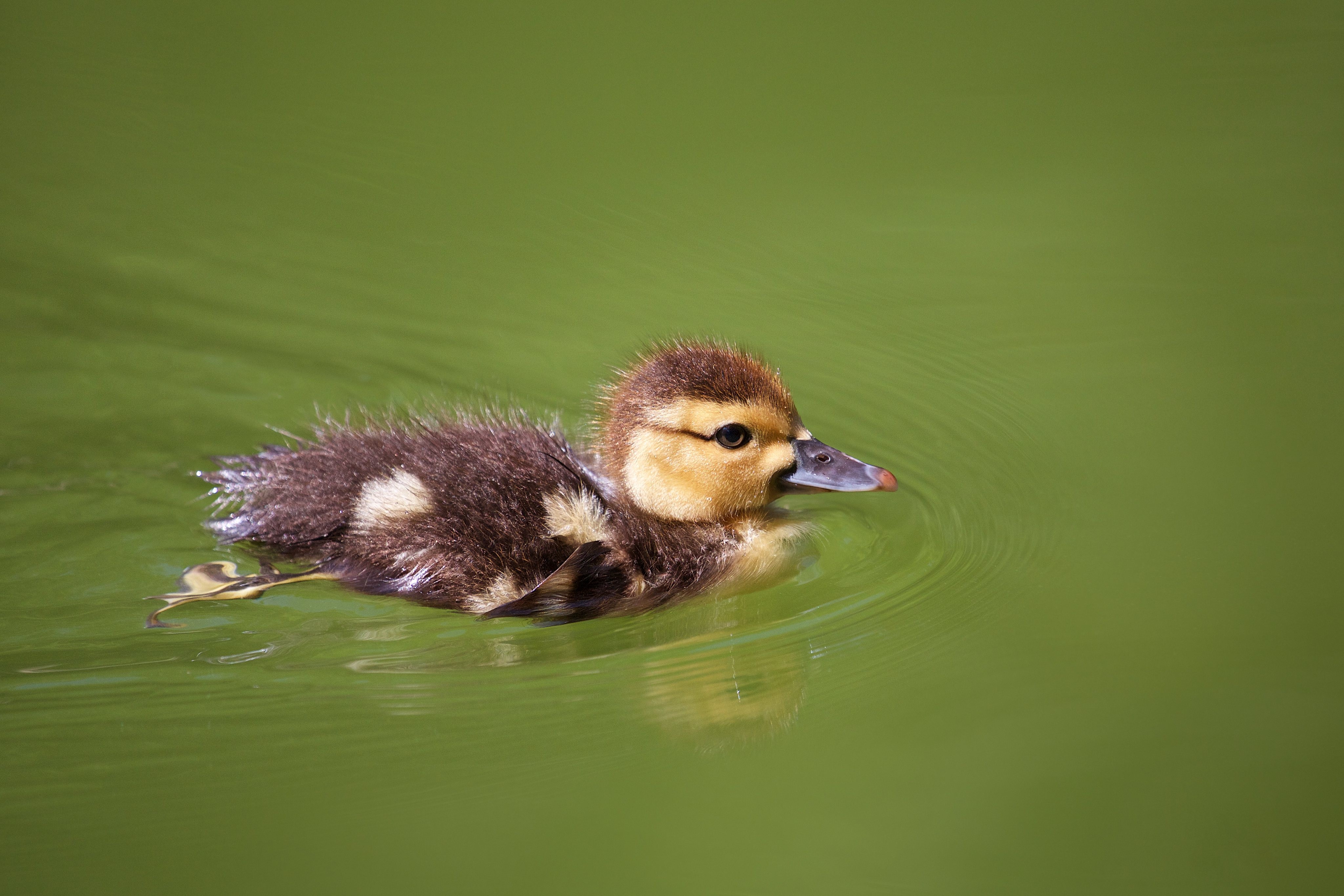 Baby duck swimming in green water HD Wallpaper