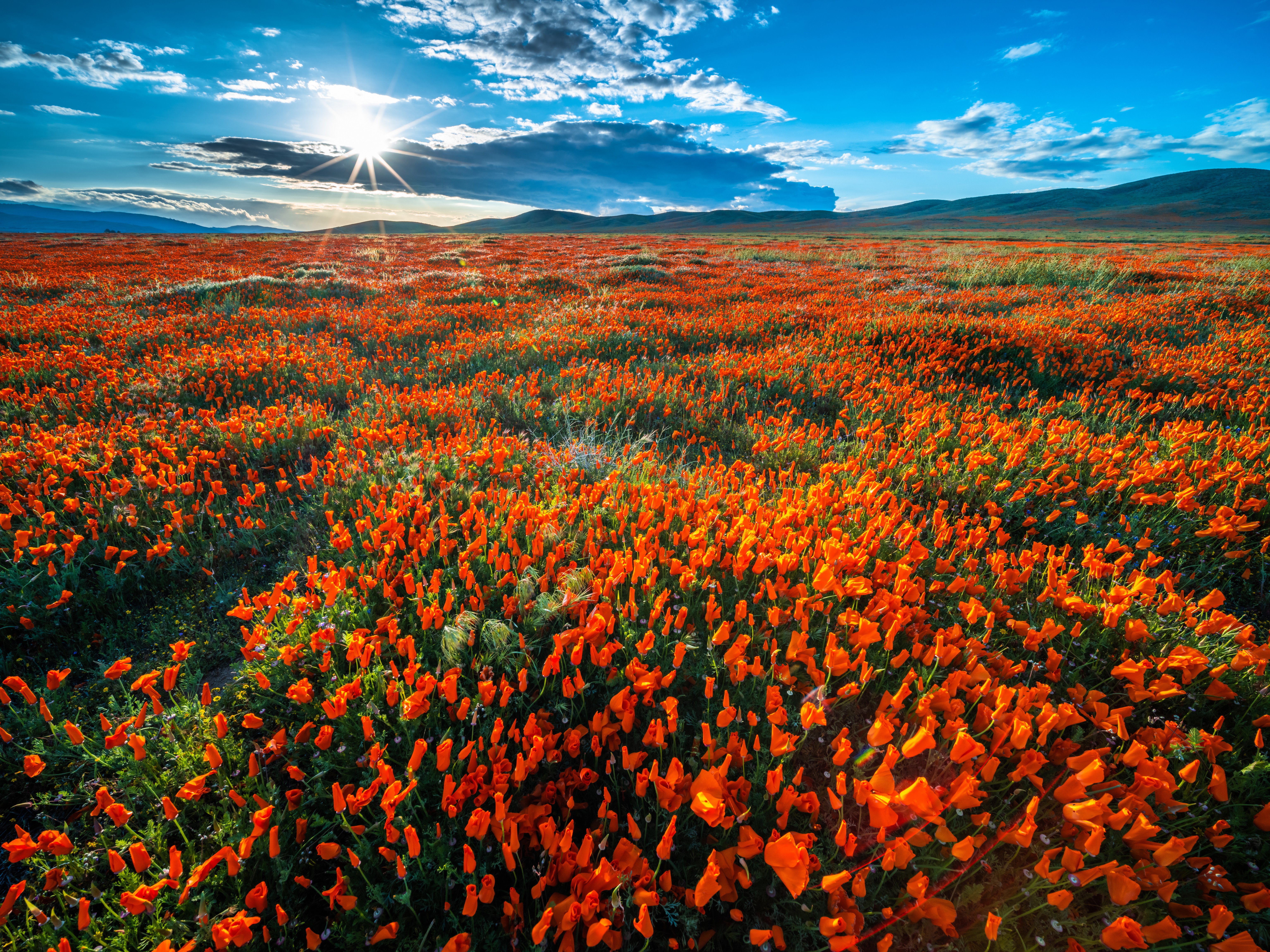 California Poppies Field Under Sun and Clouds HD Wallpaper