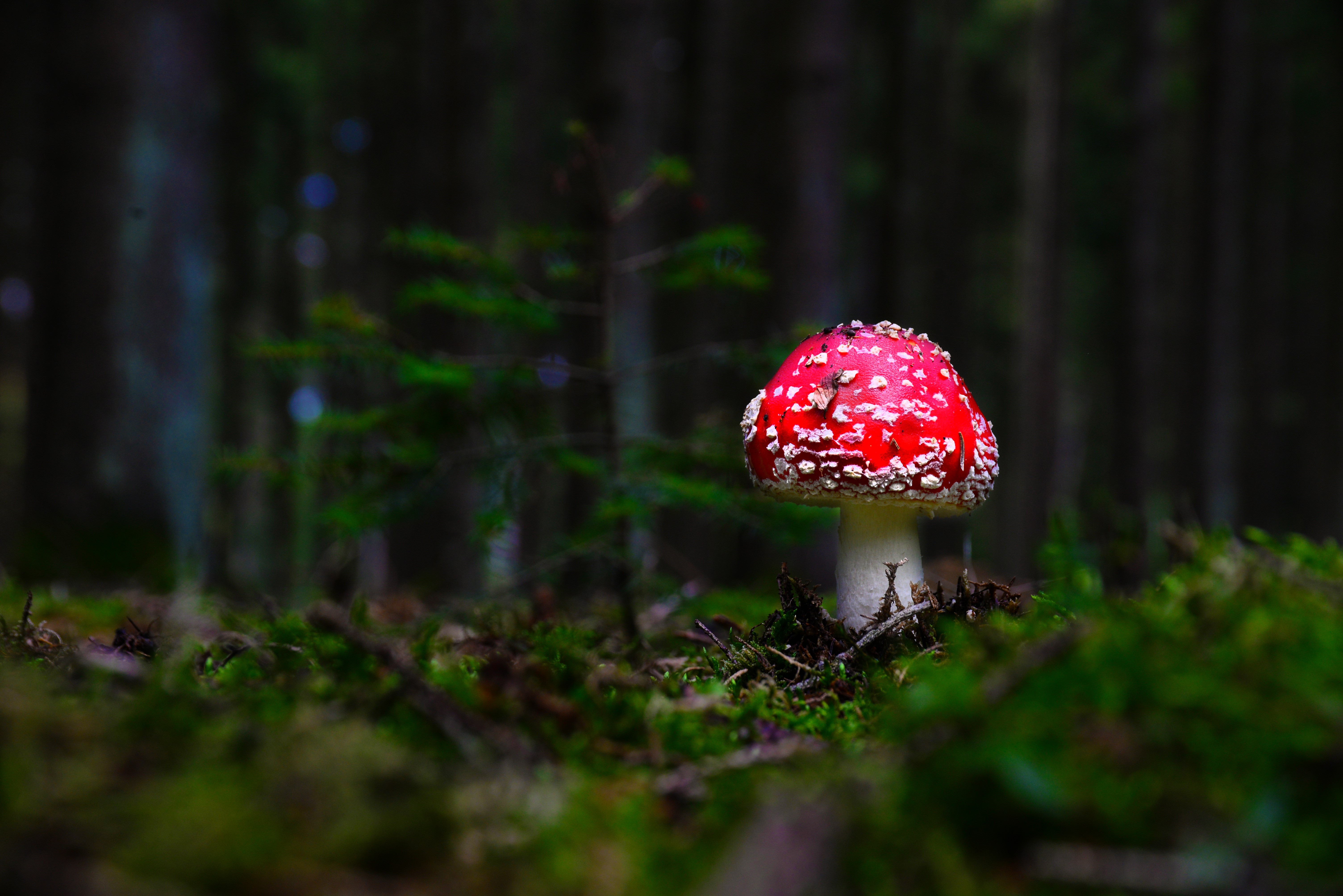 Amanita mushroom in a mossy forest HD Wallpaper