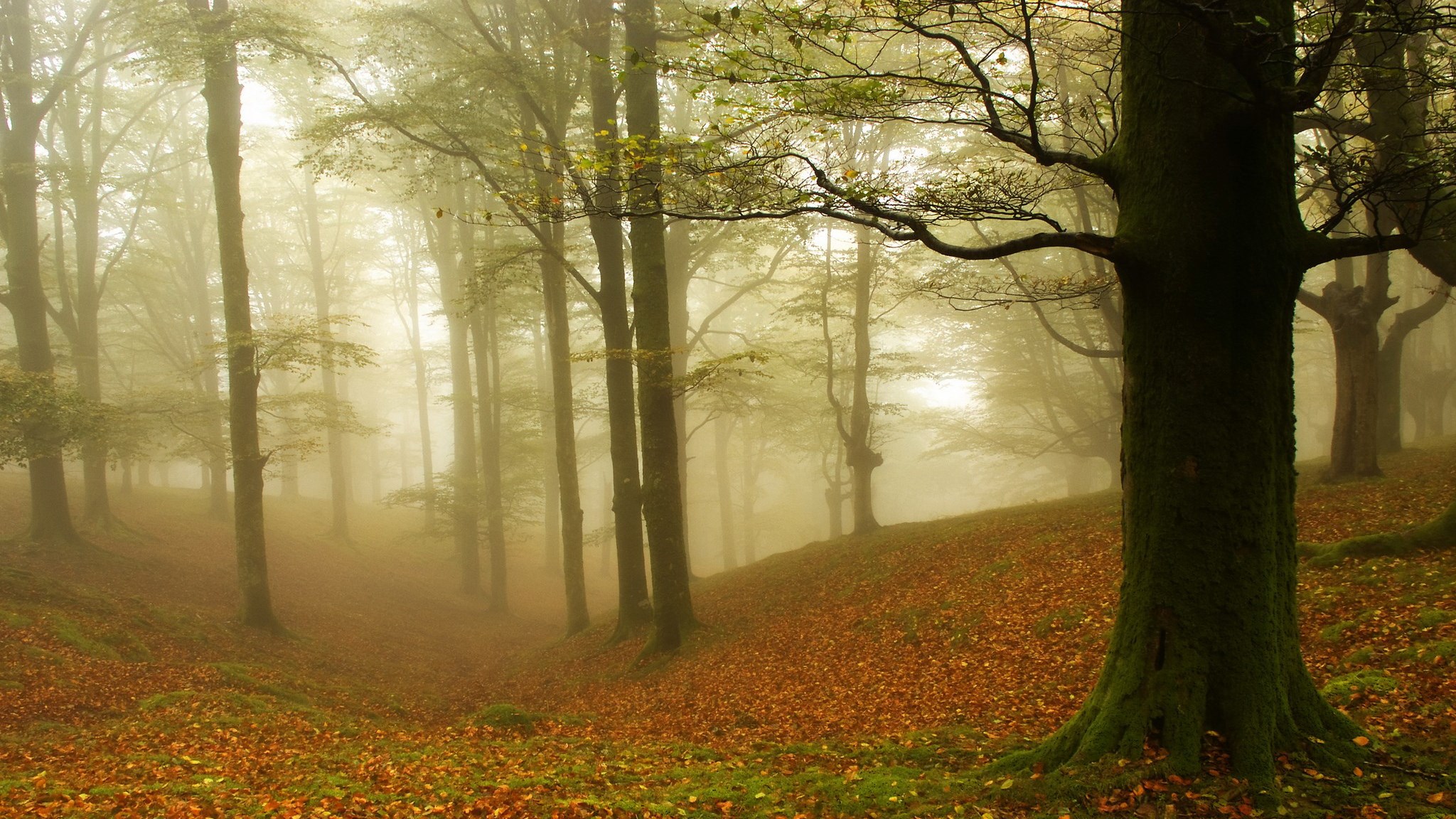 Misty forest with autumn leaves on the ground HD Wallpaper