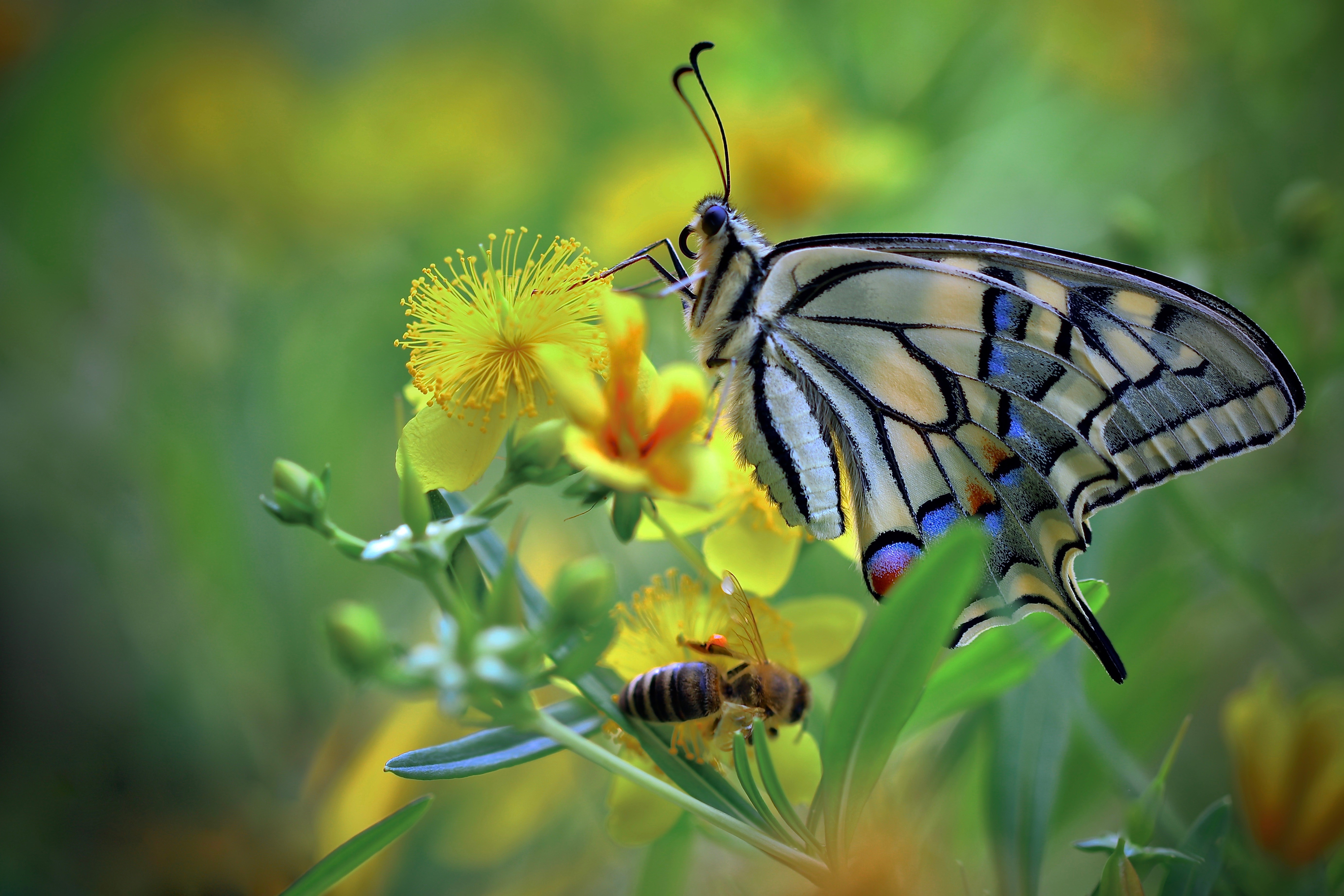Machaon butterfly and bee on yellow flowers HD Wallpaper