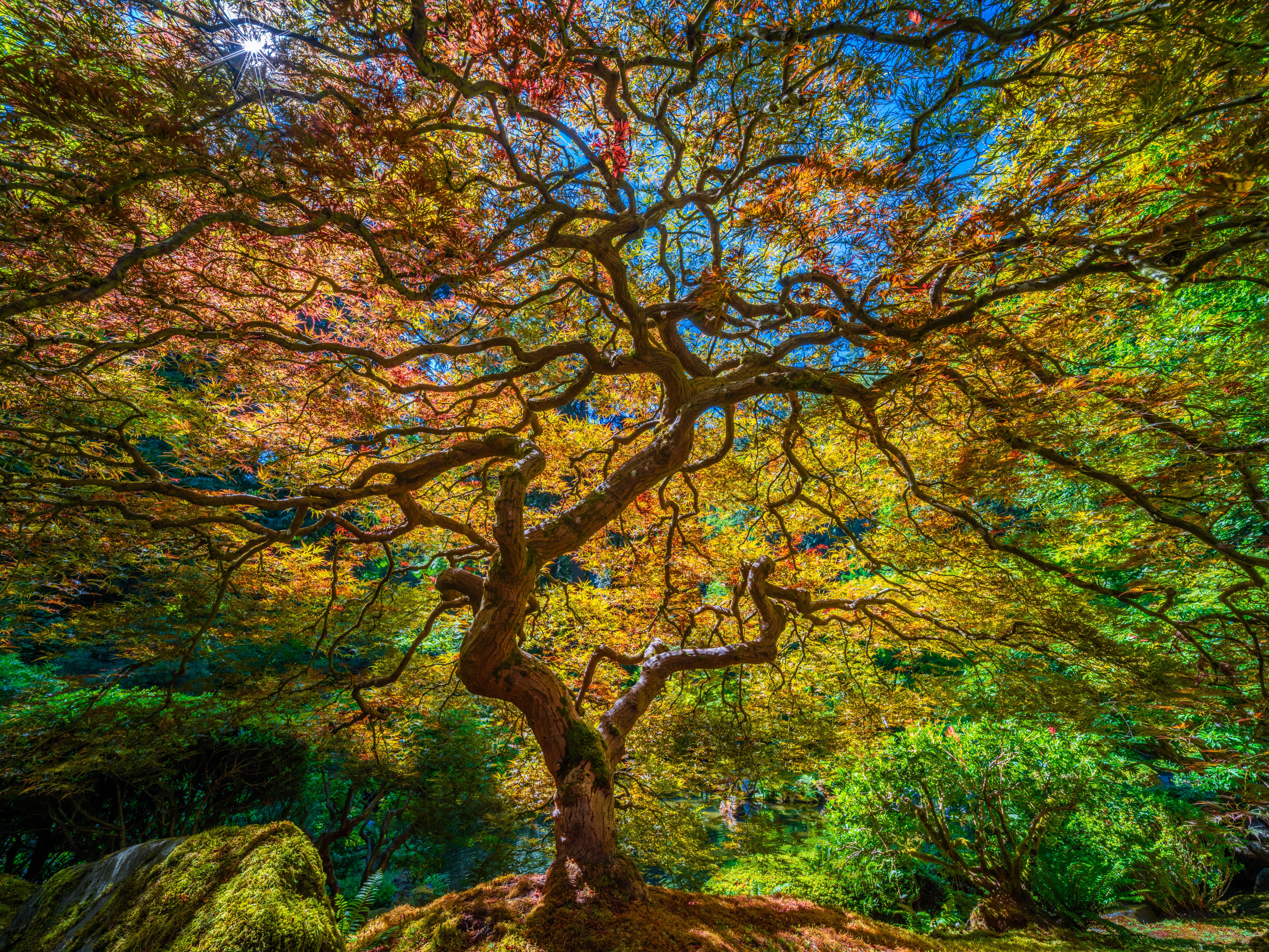 Japanese Garden in Portland, USA with Autumn Trees HD Wallpaper