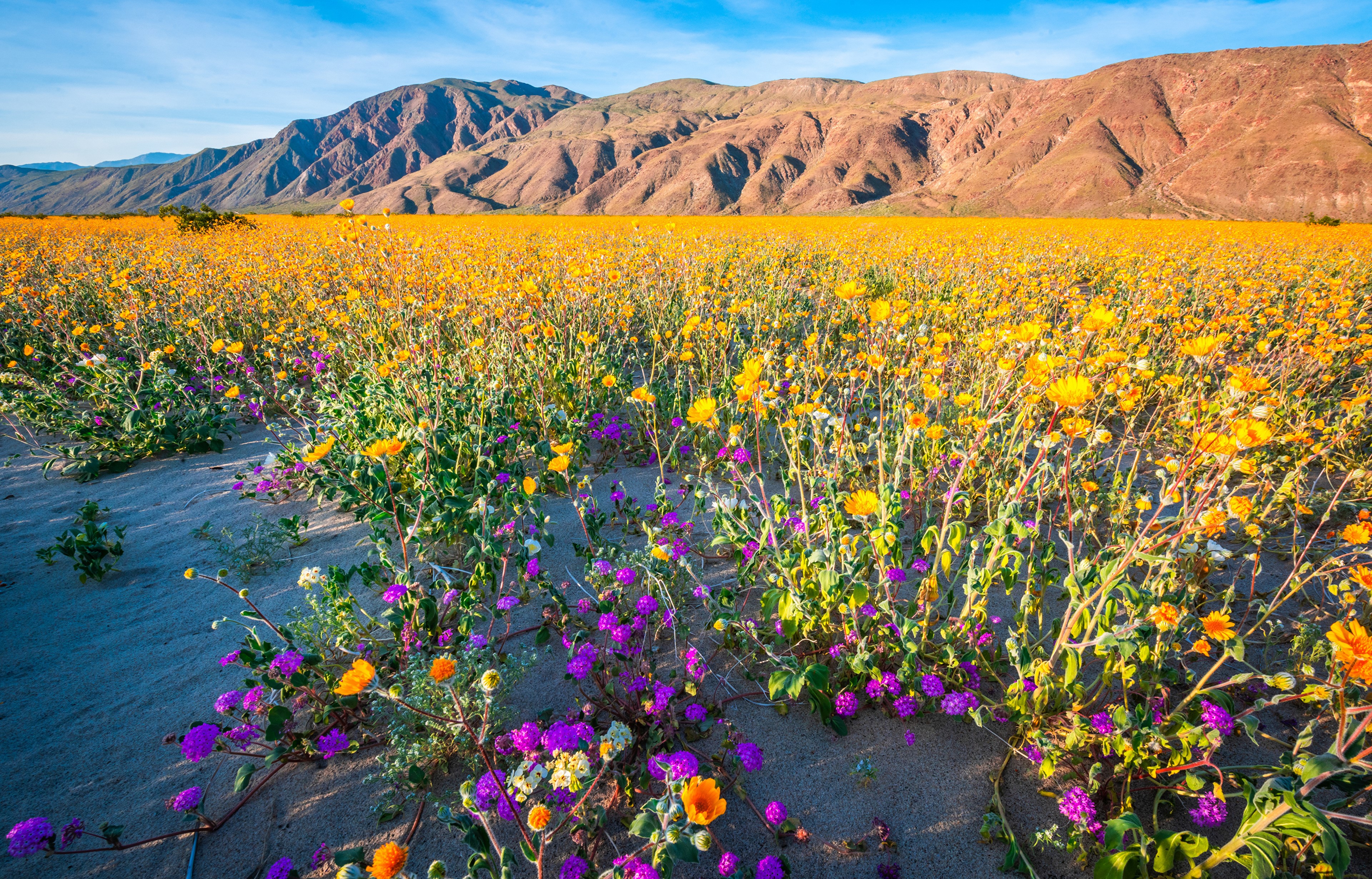 Anza-Borrego Desert State Park California Wildflowers HD Wallpaper