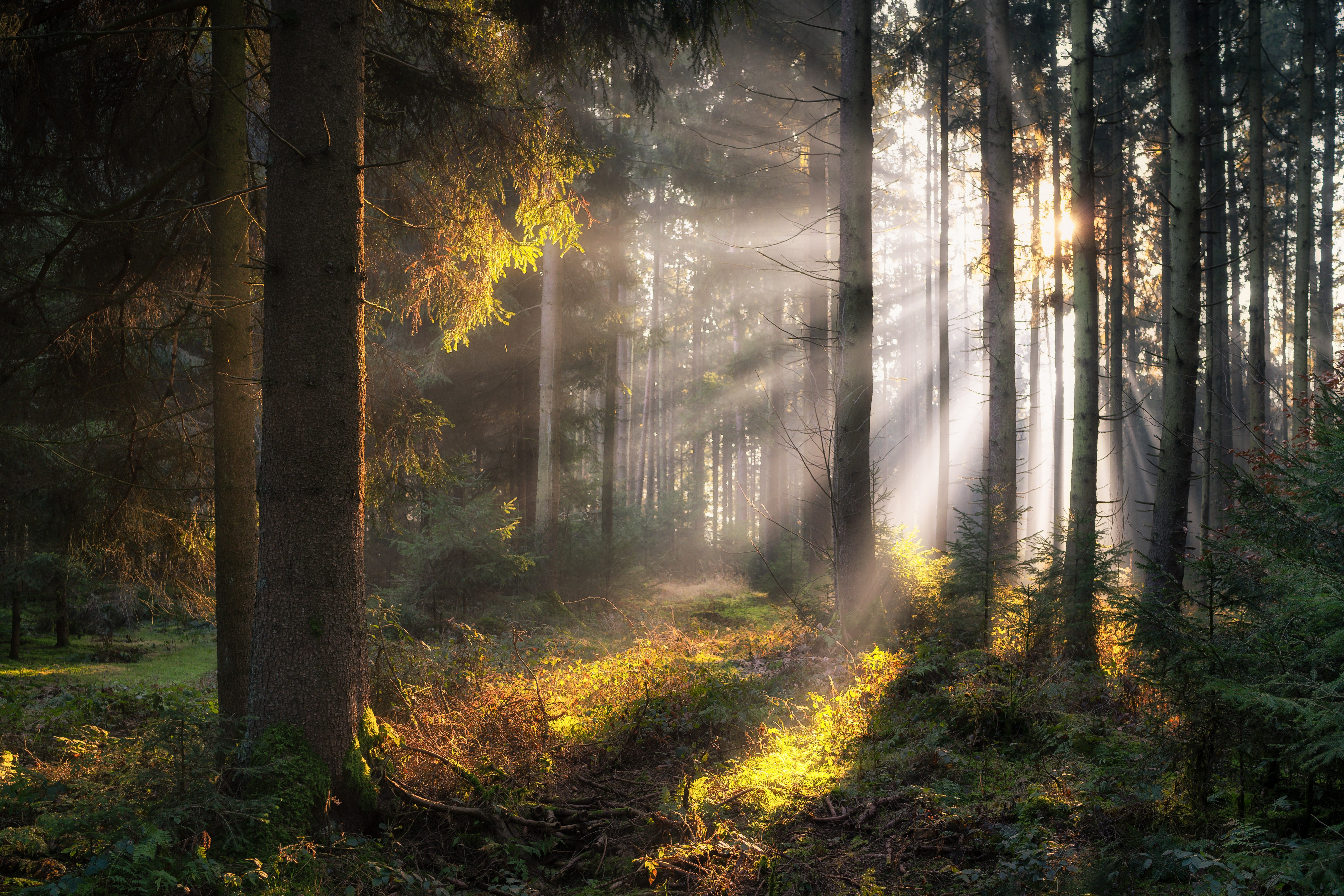Sunlight filtering through trees in a German forest HD Wallpaper