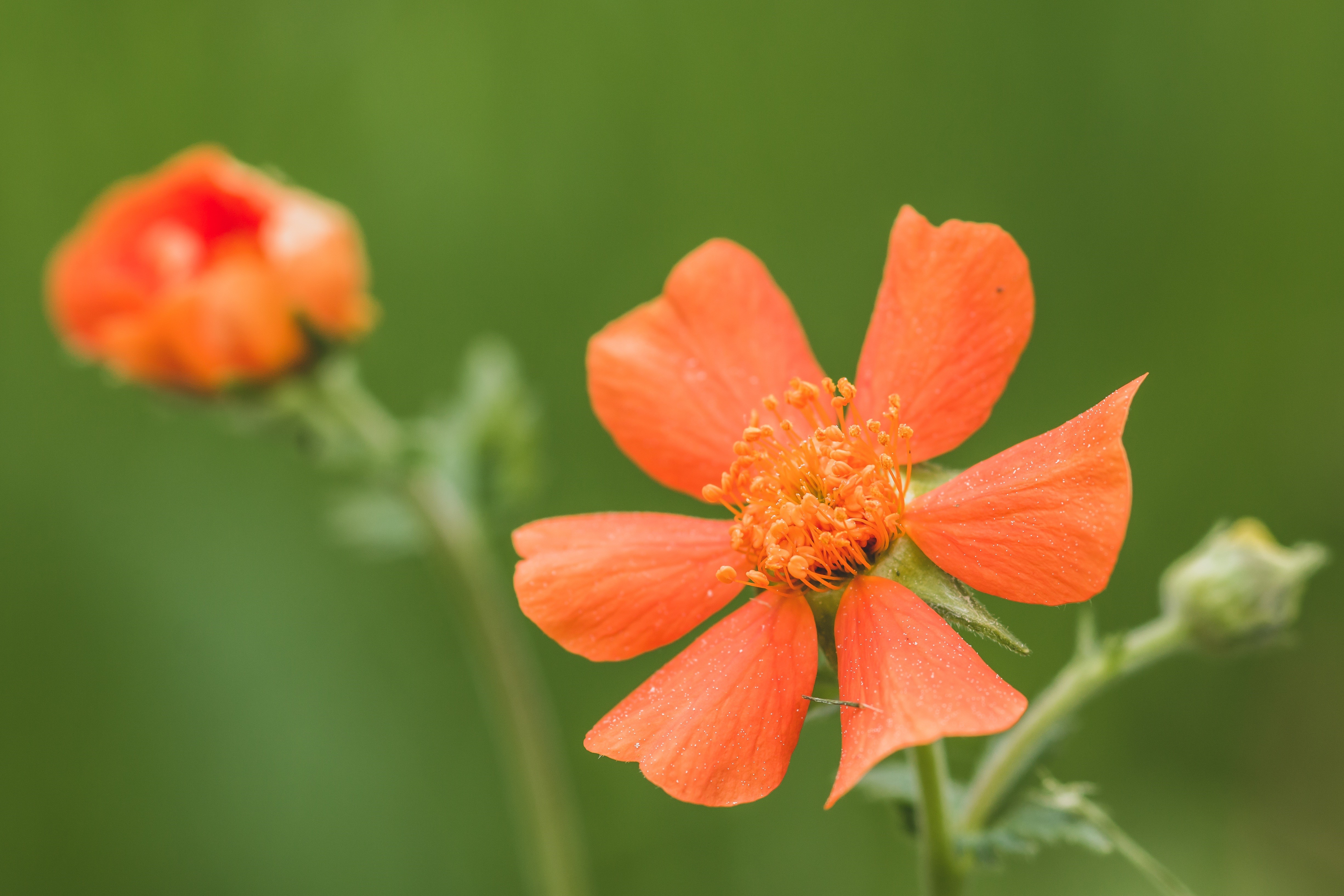 Orange Geum flower with bokeh background HD Wallpaper