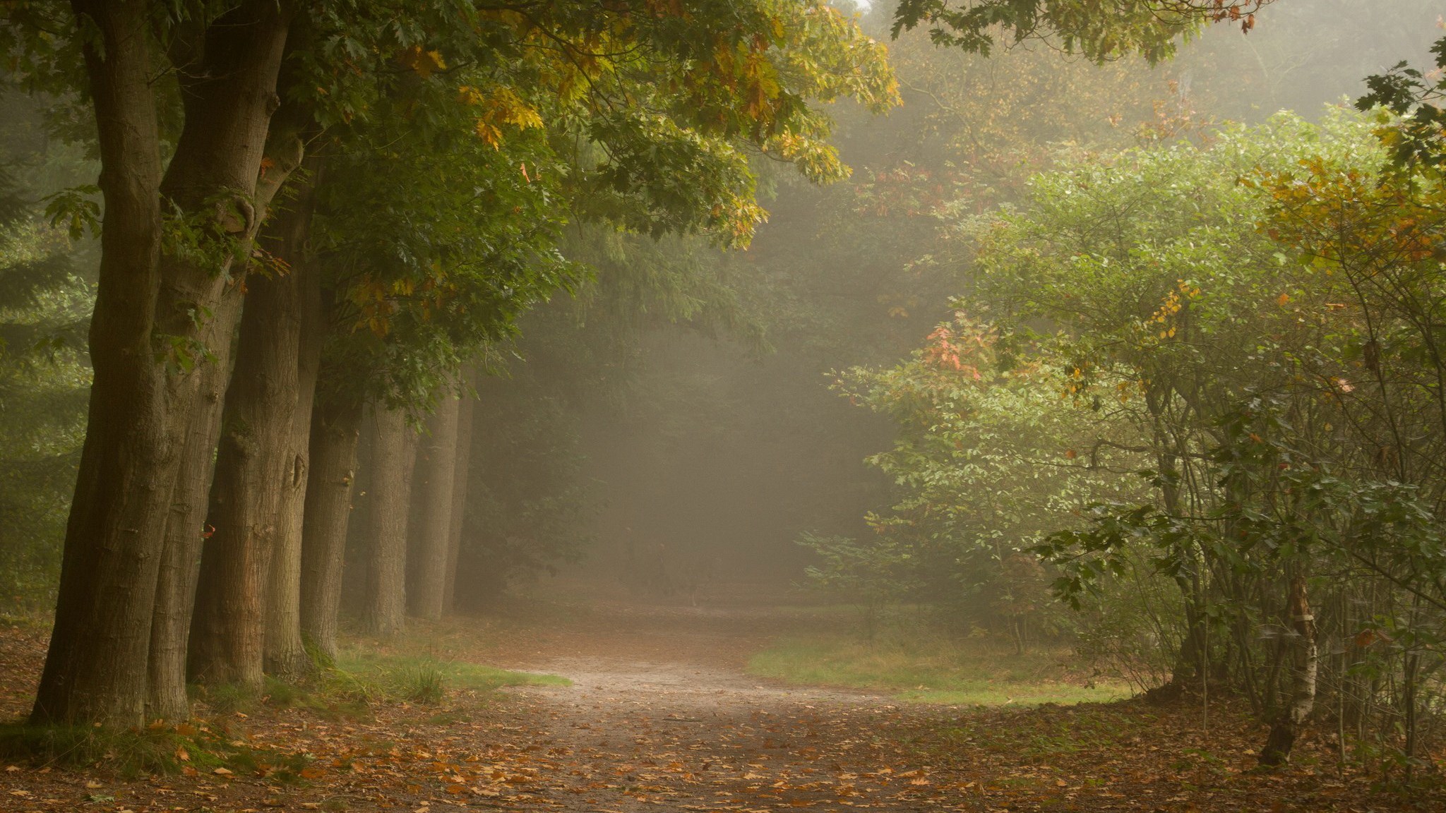 A foggy forest path with trees and fallen leaves HD Wallpaper