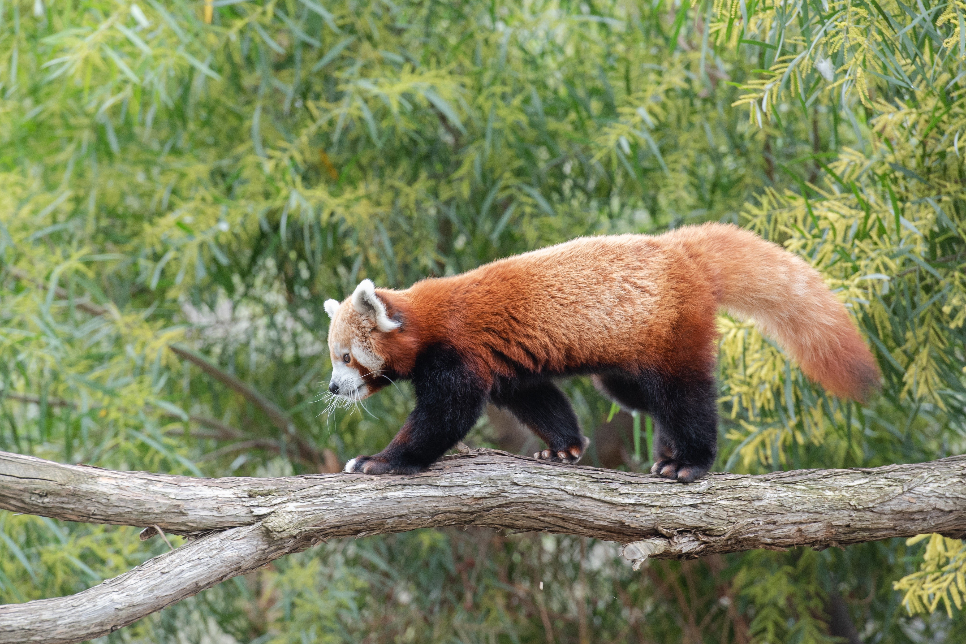 Red Panda walking on a branch HD Wallpaper