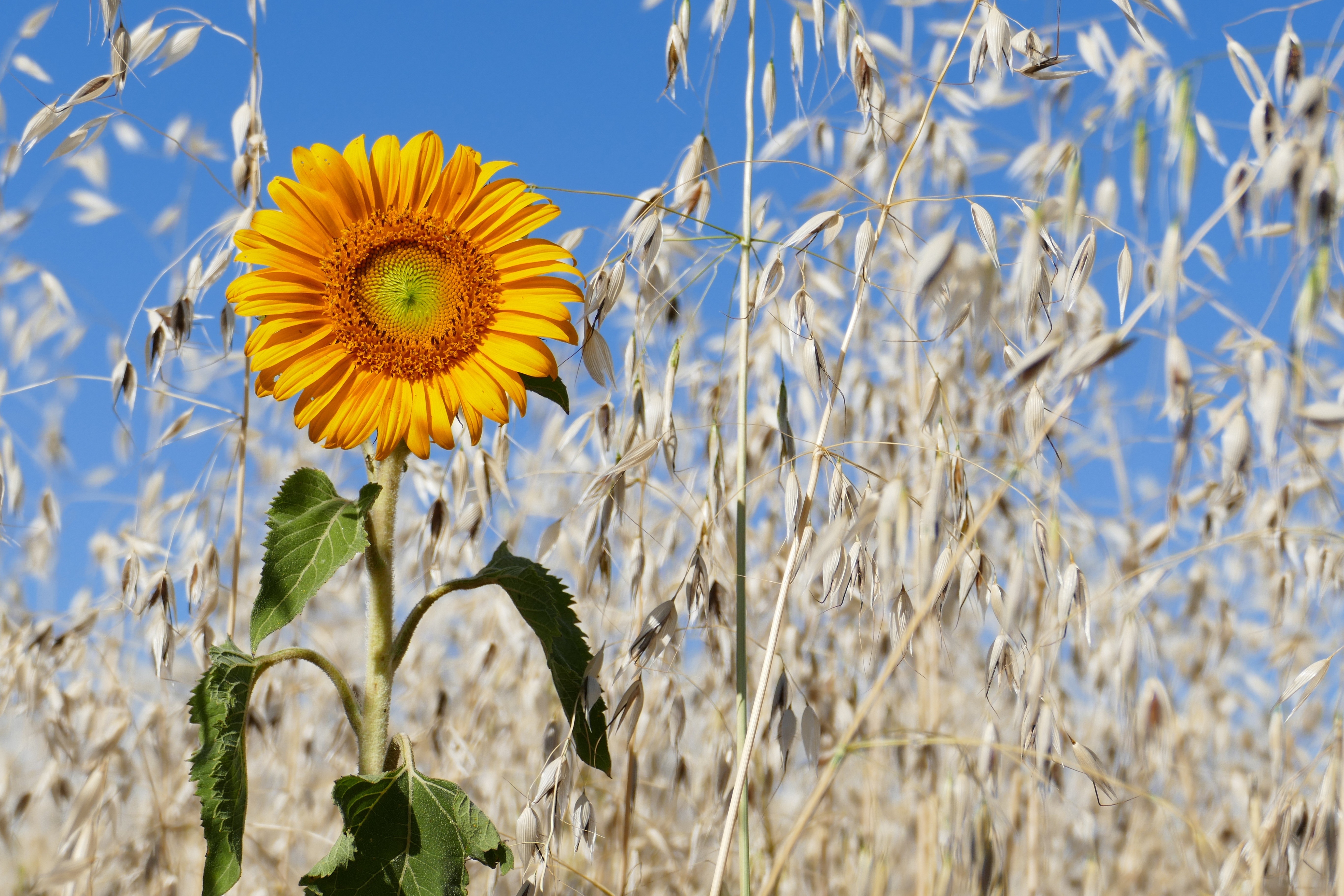Sunflower in a field of oats HD Wallpaper
