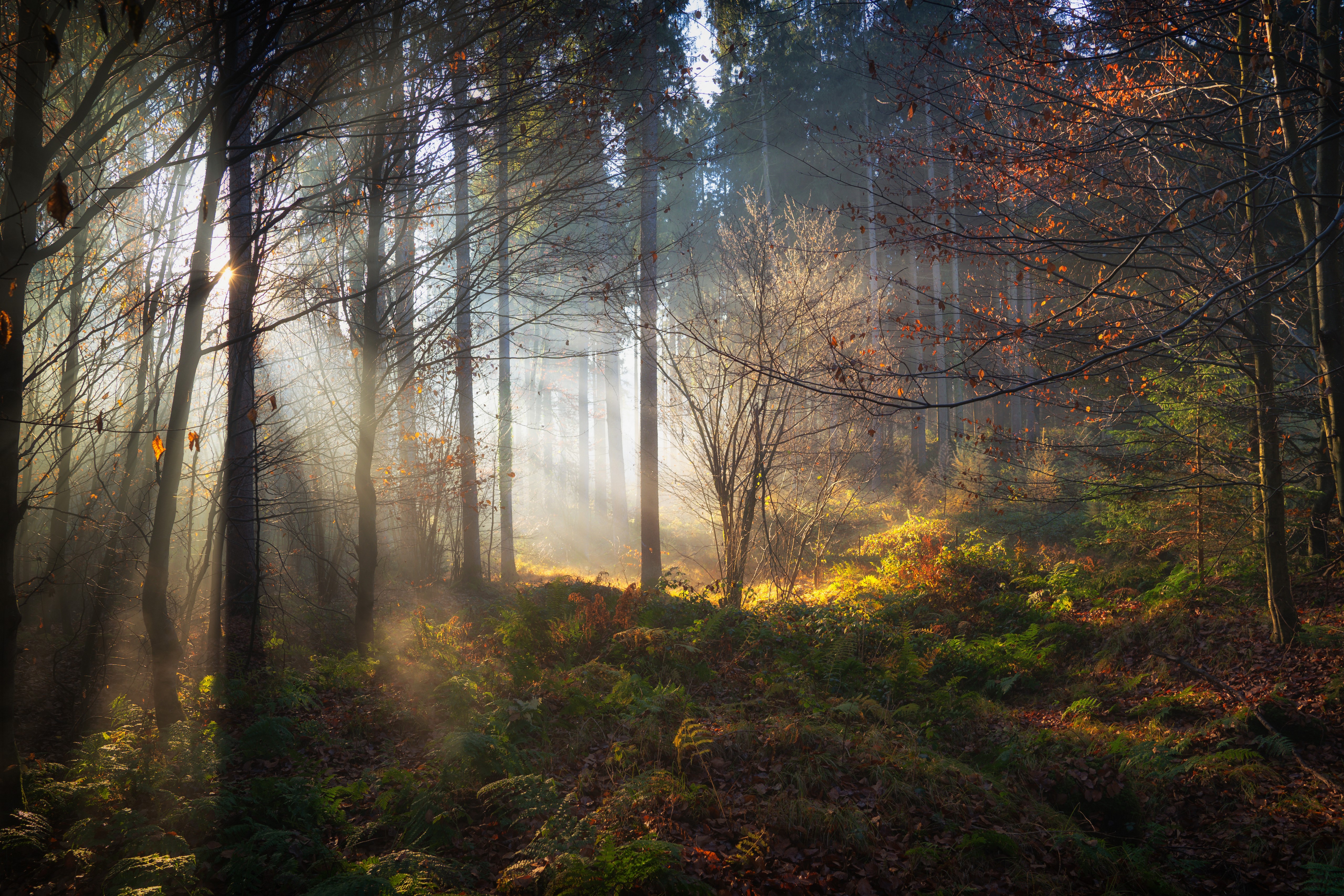 Sunlight filtering through trees in a Bavarian forest HD Wallpaper