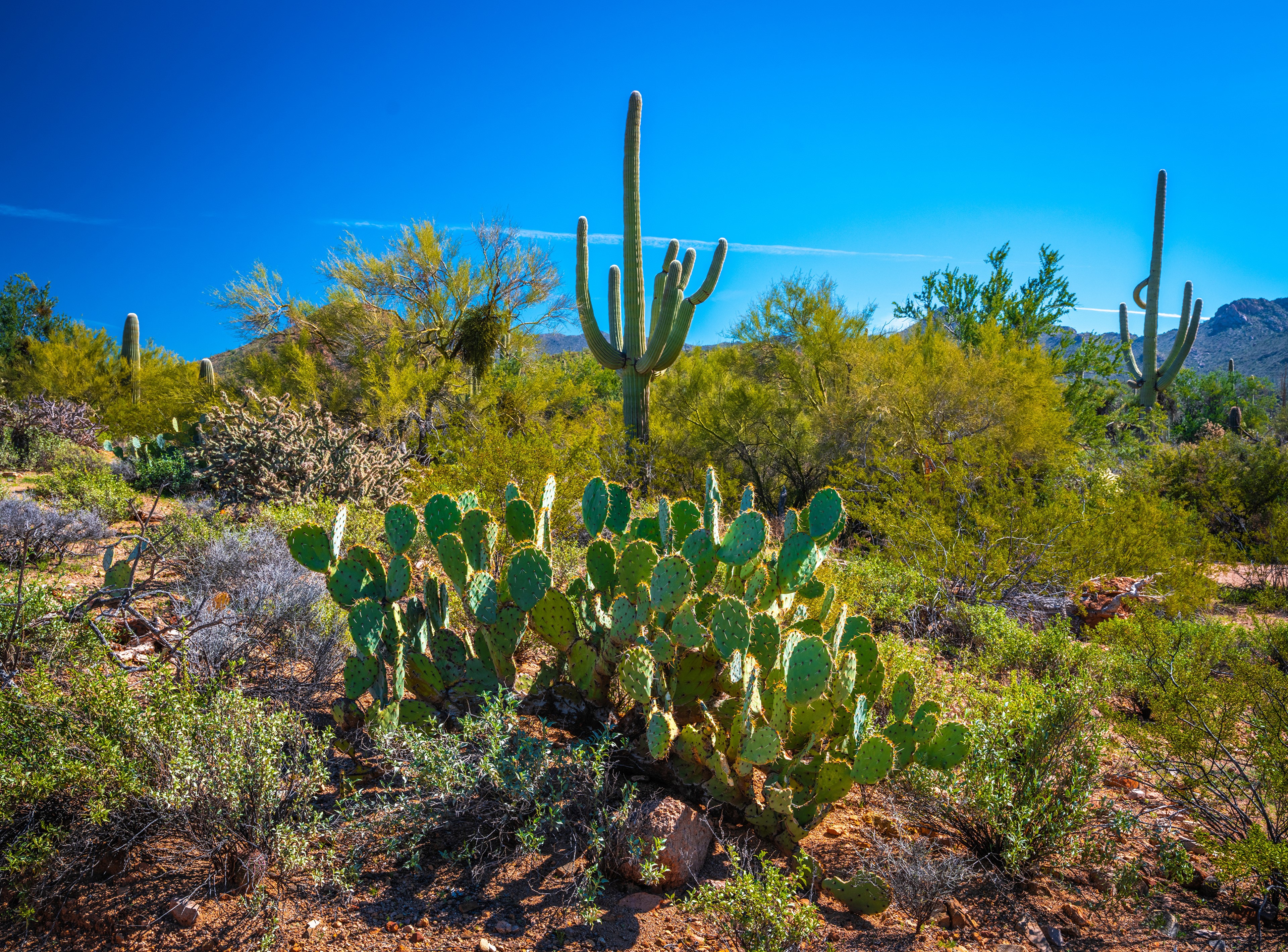 4K Saguaro National Park Arizona Cactuses Trees HD Wallpaper