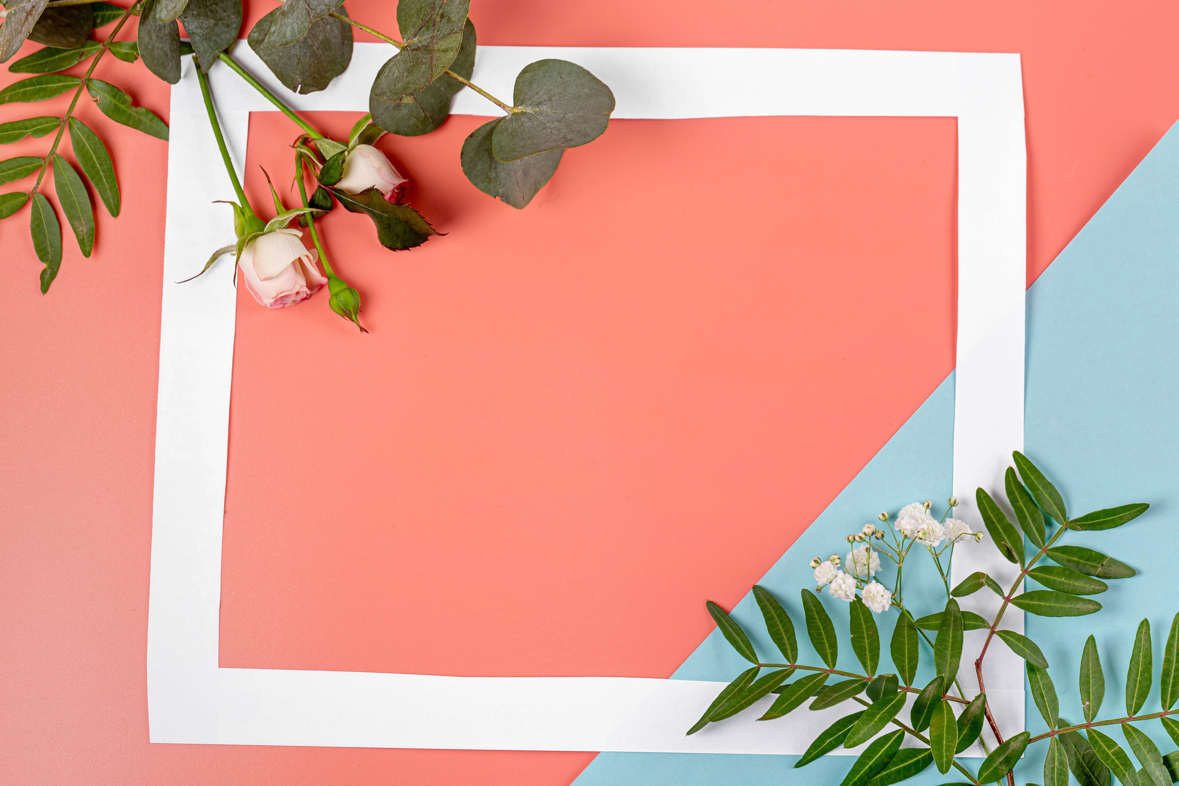 Roses and branches on a coral and blue background with a white frame HD Wallpaper