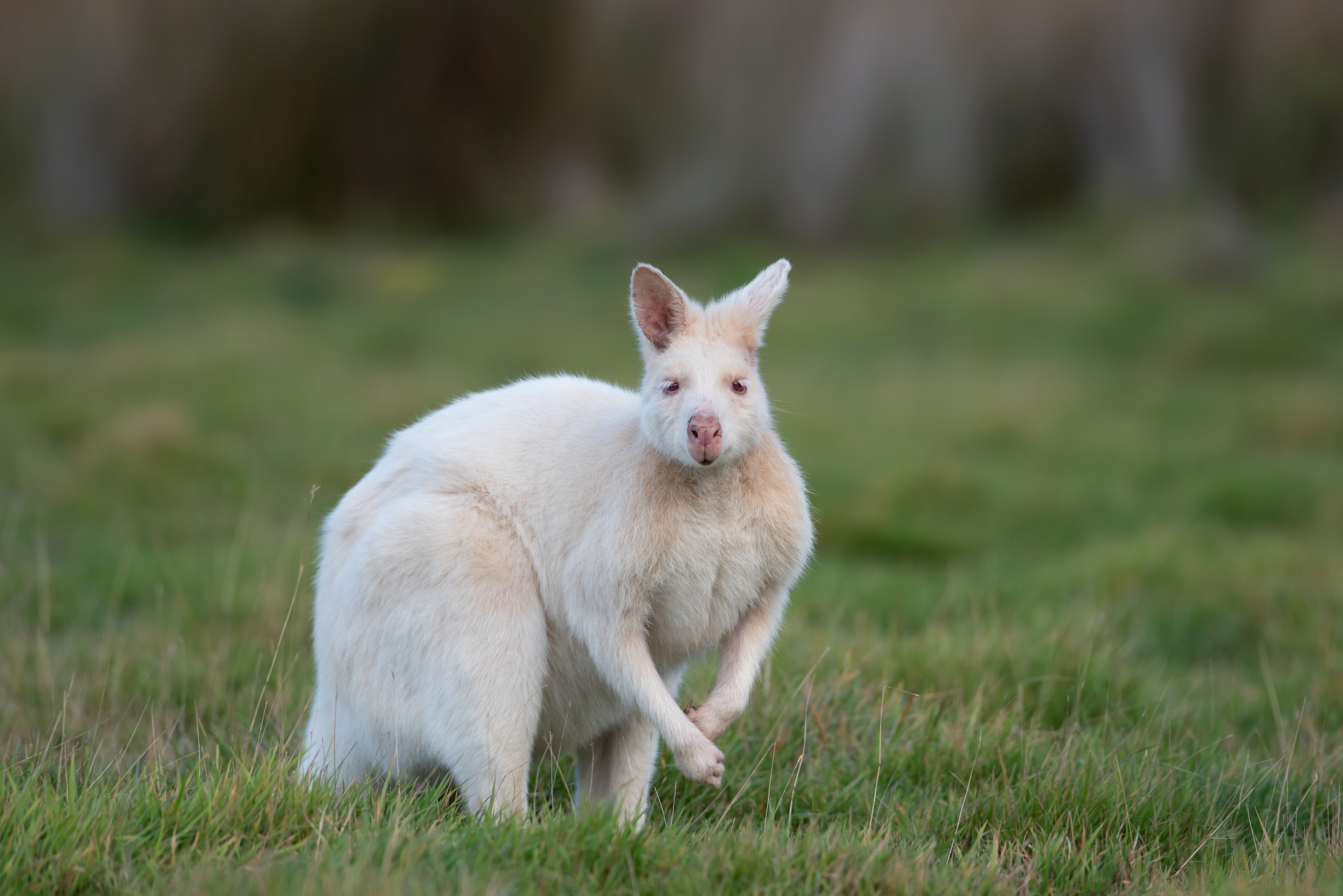 Albino Kangaroo in a Grassy Field HD Wallpaper