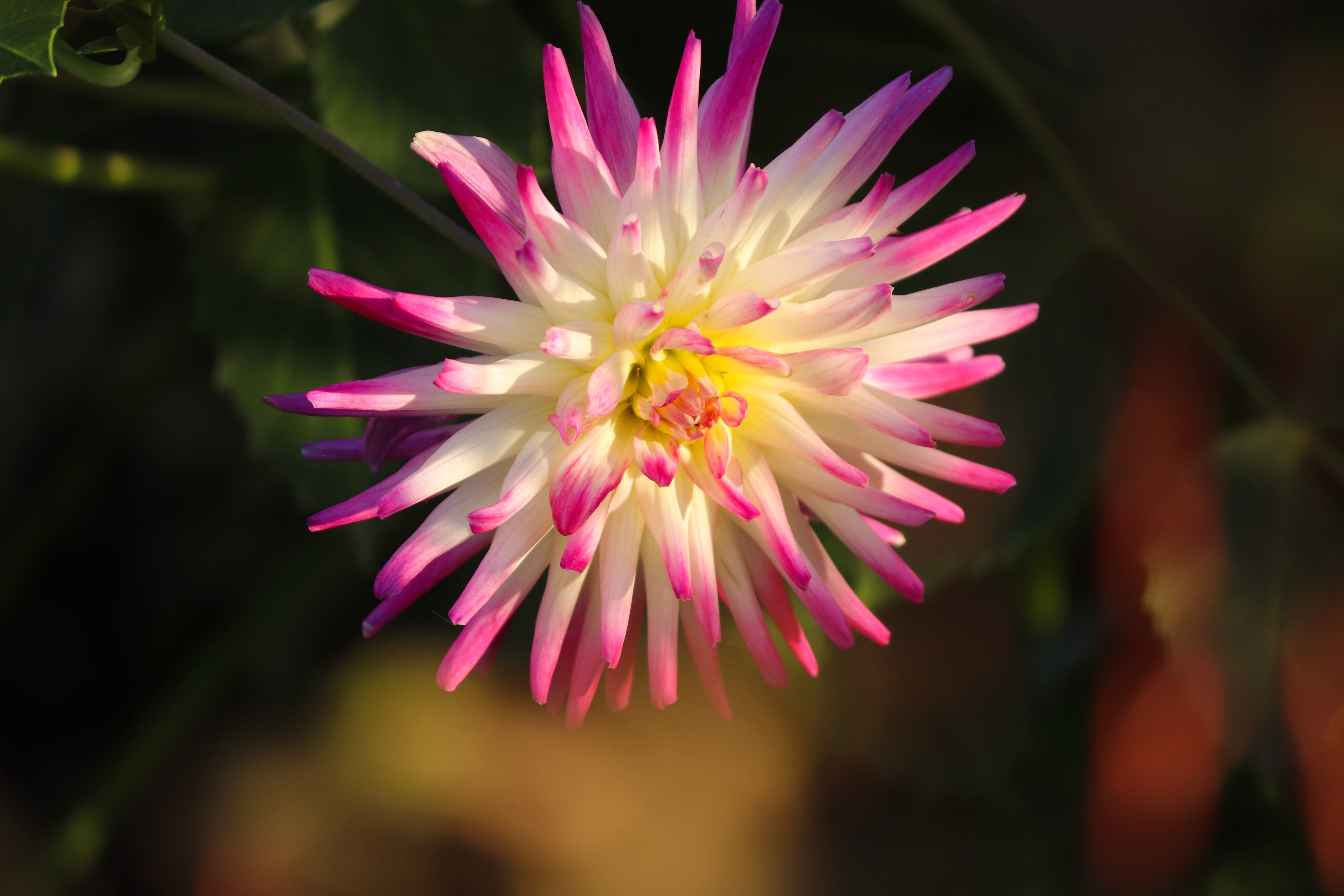 Closeup of a pink and white dahlia flower HD Wallpaper