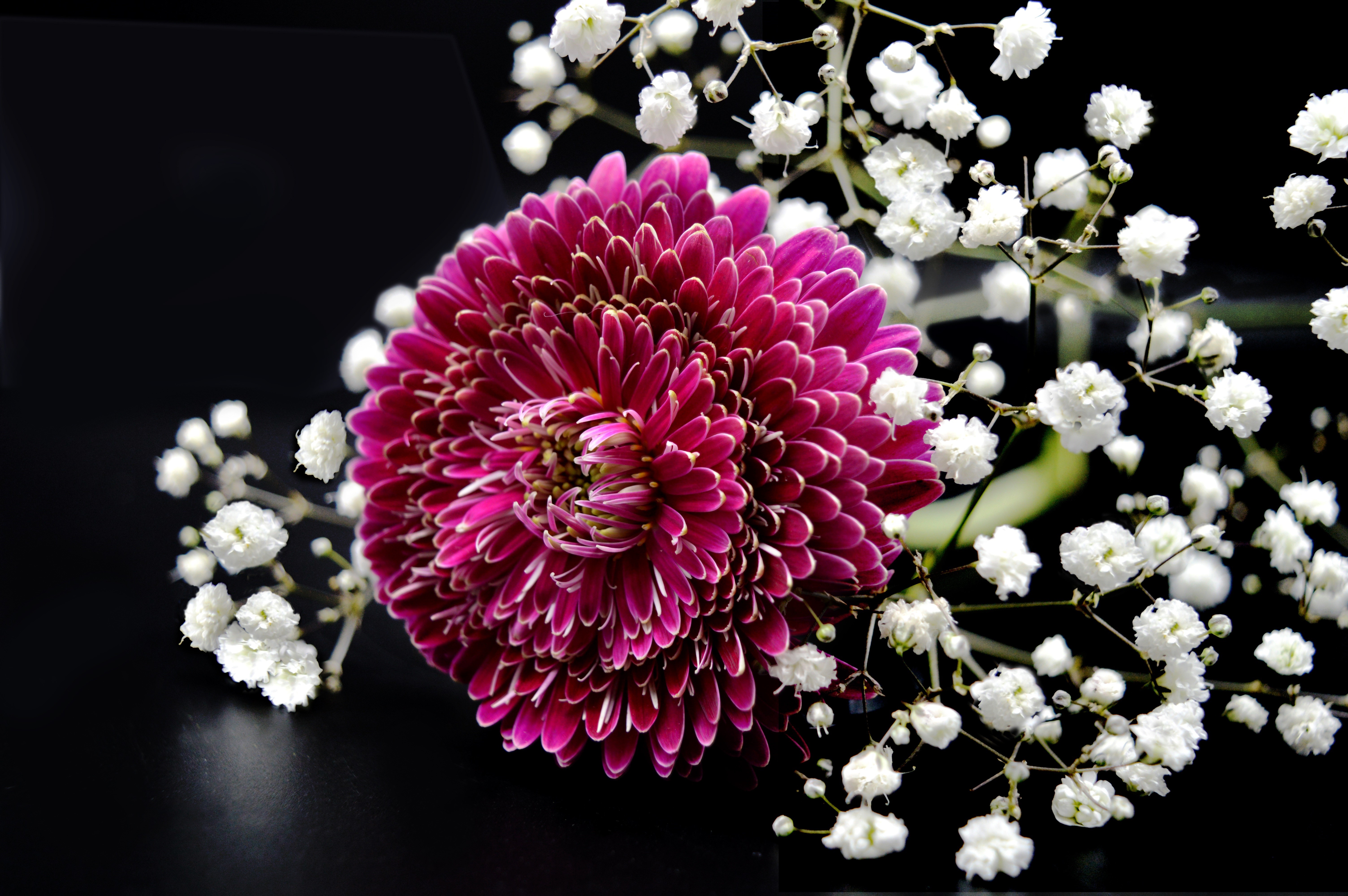 Chrysanthemums with Baby's Breath on Black Background HD Wallpaper