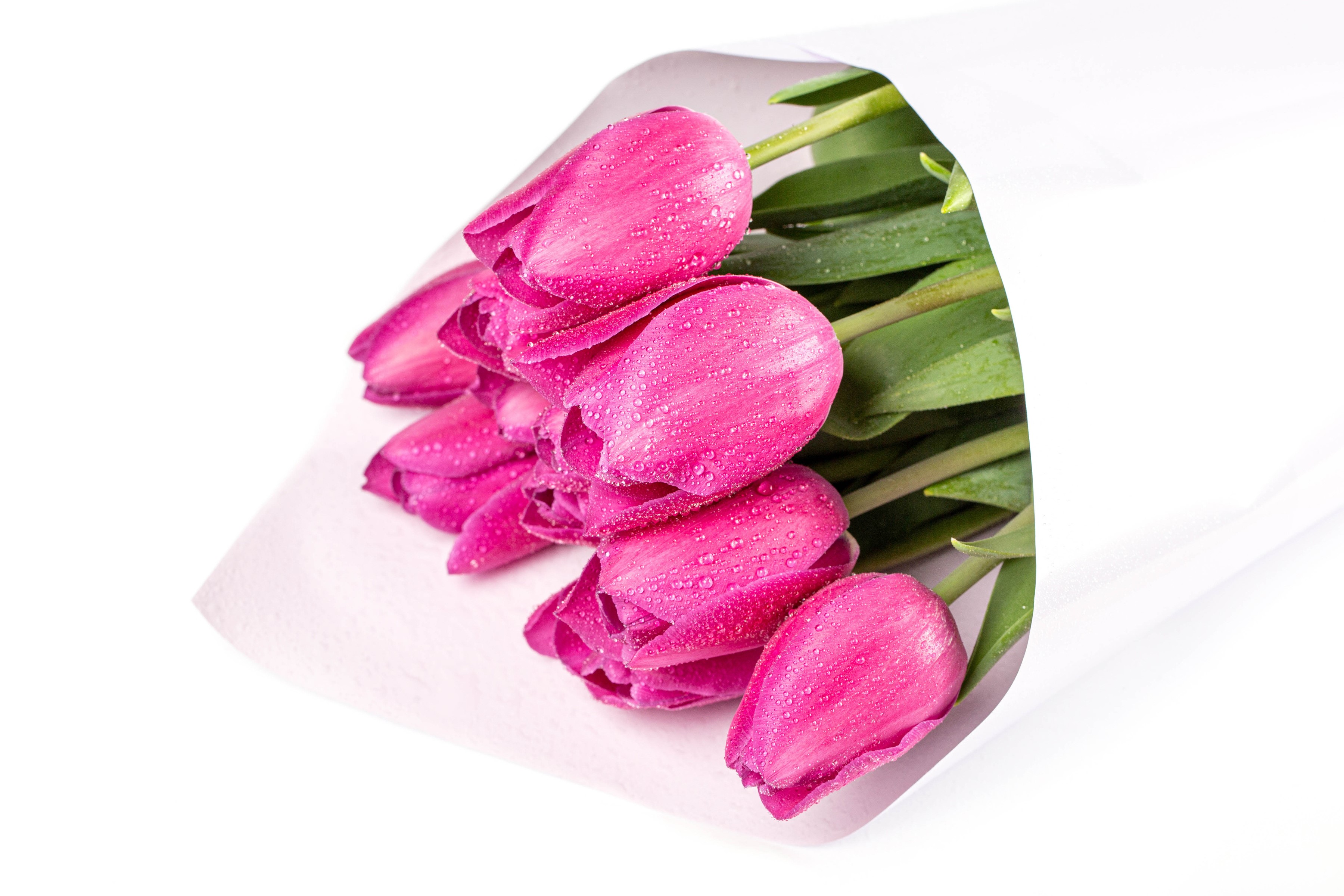 Pink Tulips with Water Drops in White Paper HD Wallpaper