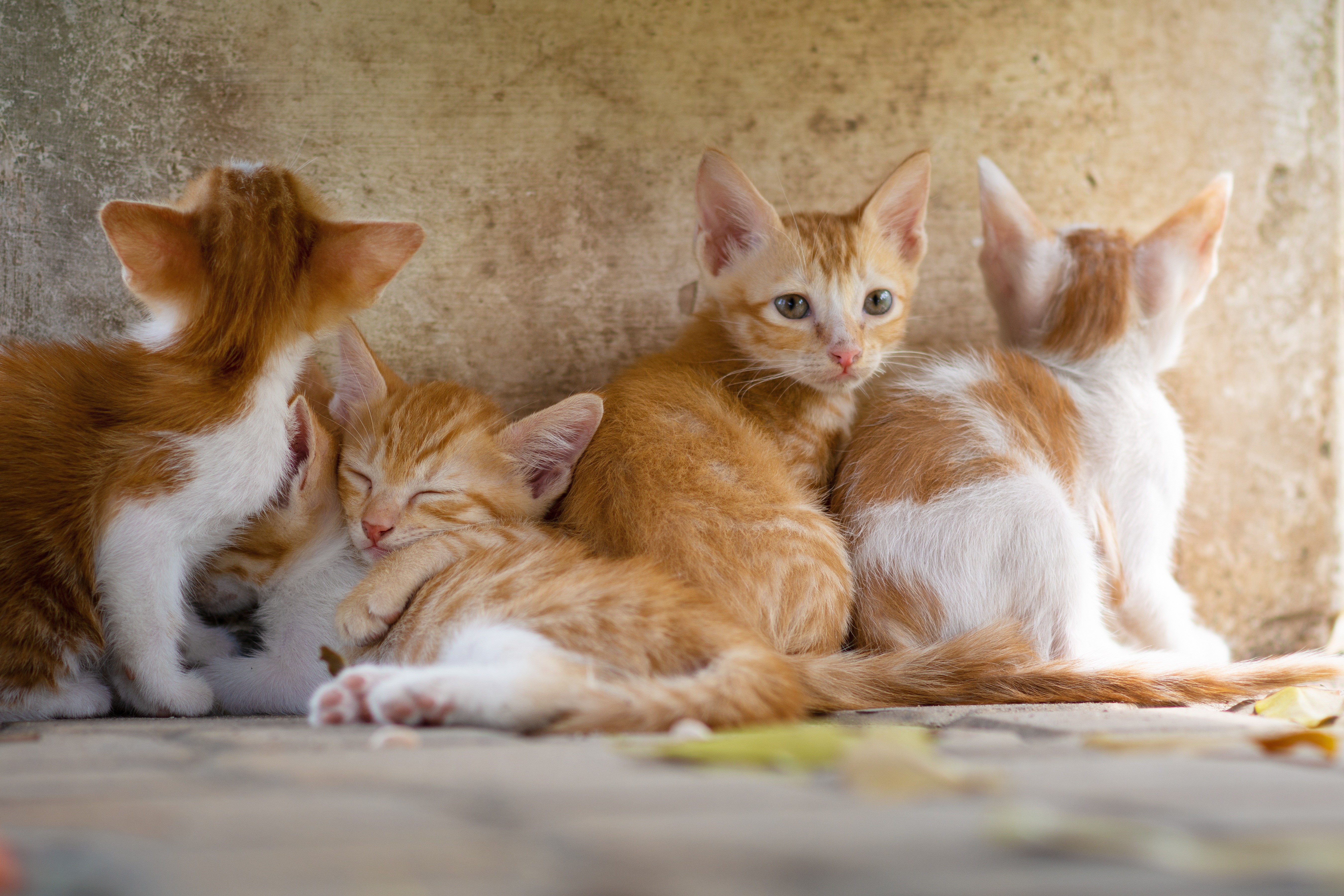 Ginger Kittens Sleeping and Looking HD Wallpaper