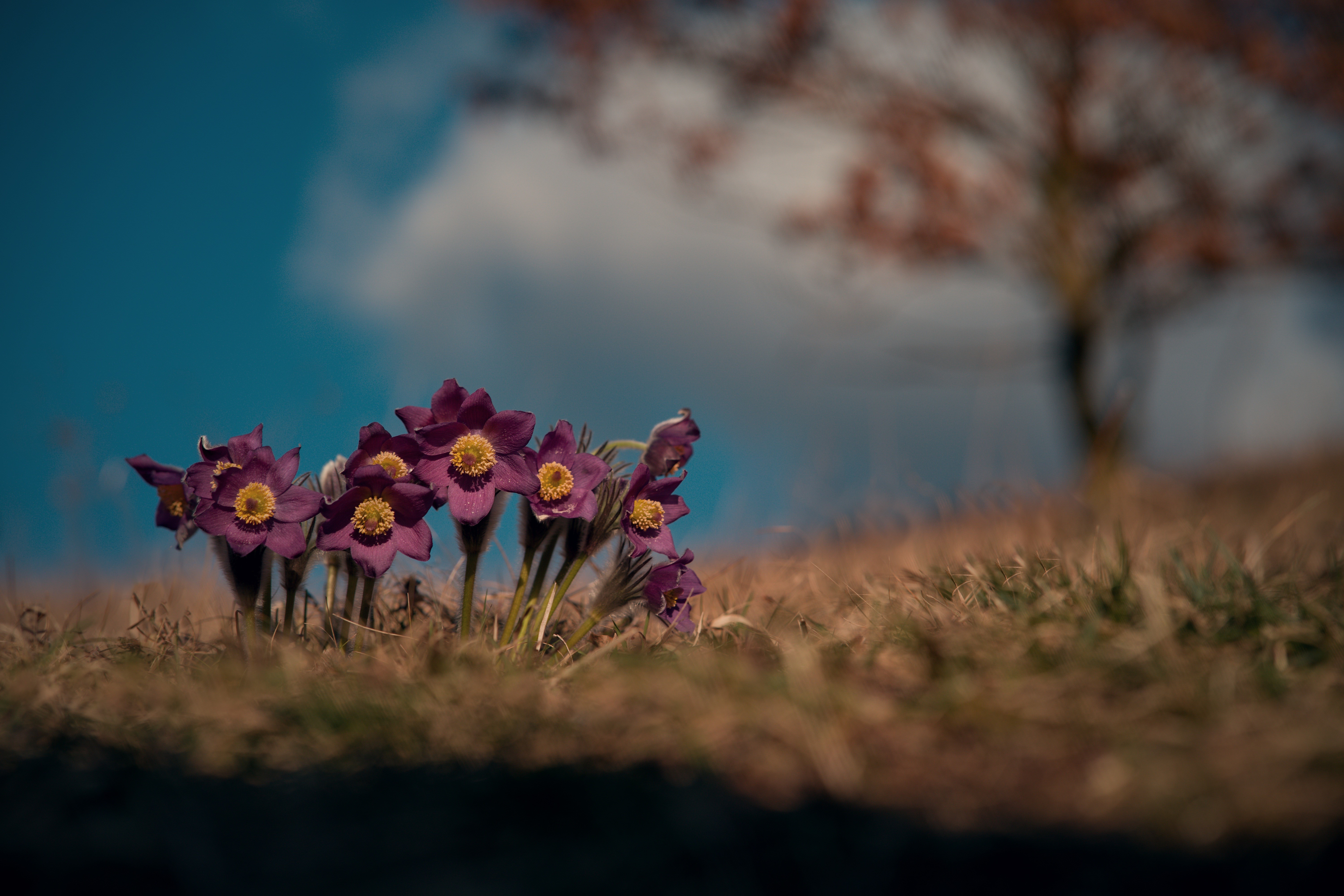 Purple Pulsatilla flowers in spring grass HD Wallpaper