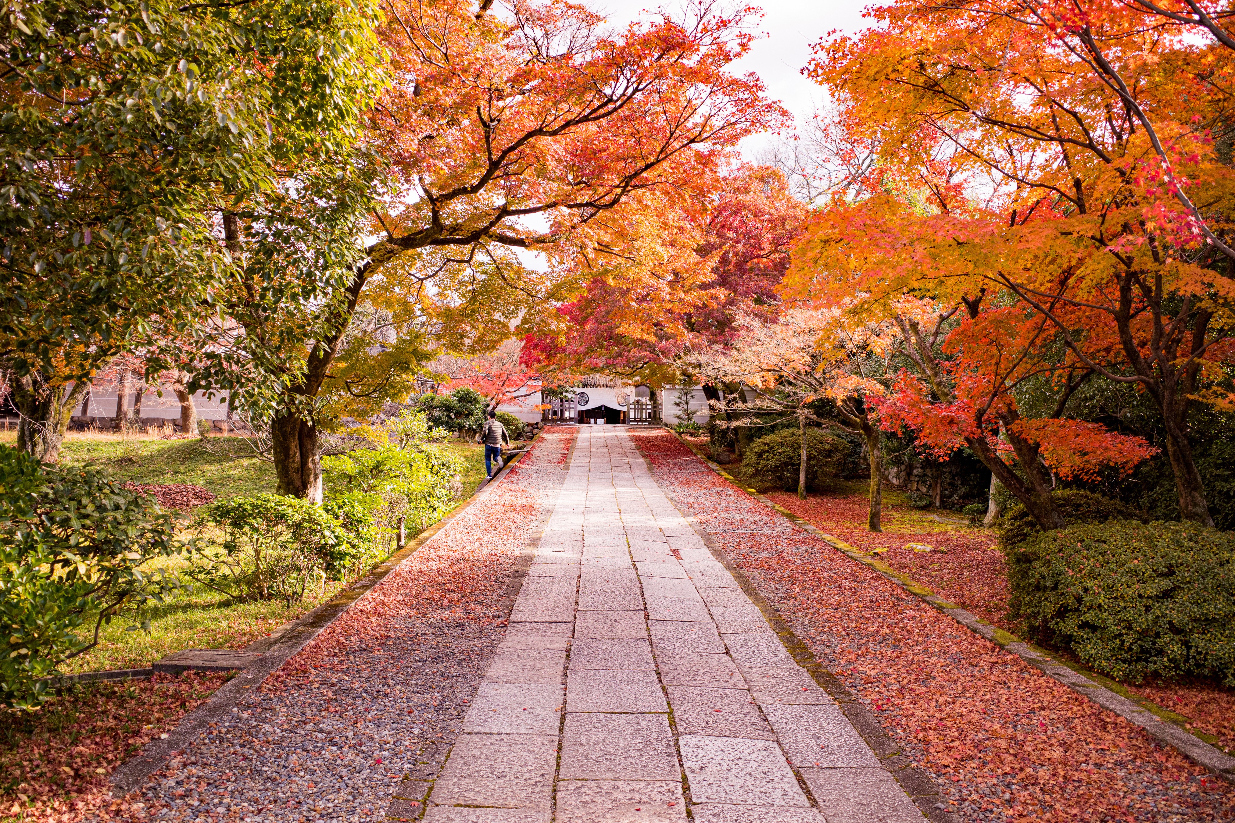 Autumn Avenue in Kyoto, Japan HD Wallpaper