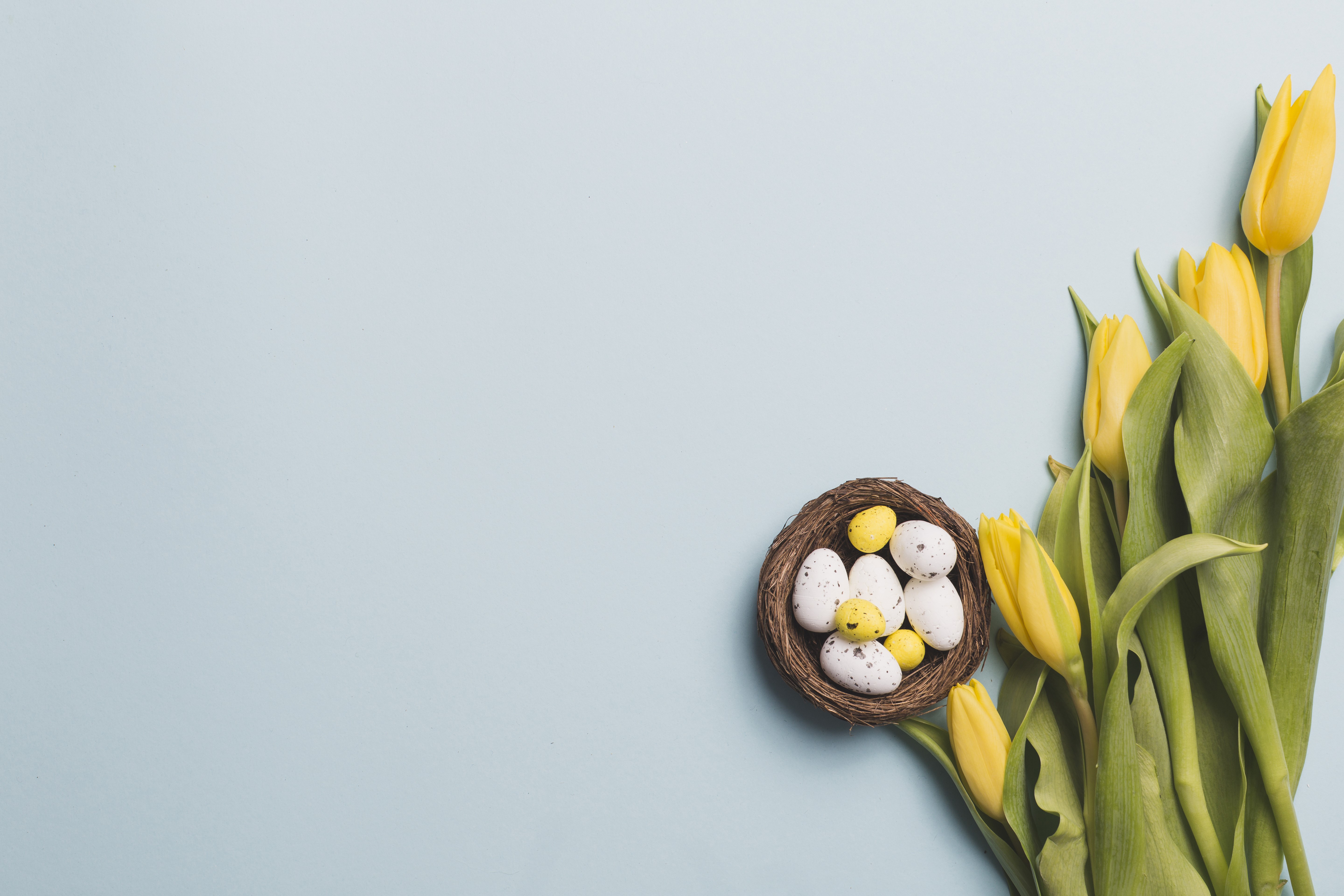 Easter eggs in a nest with yellow tulips HD Wallpaper