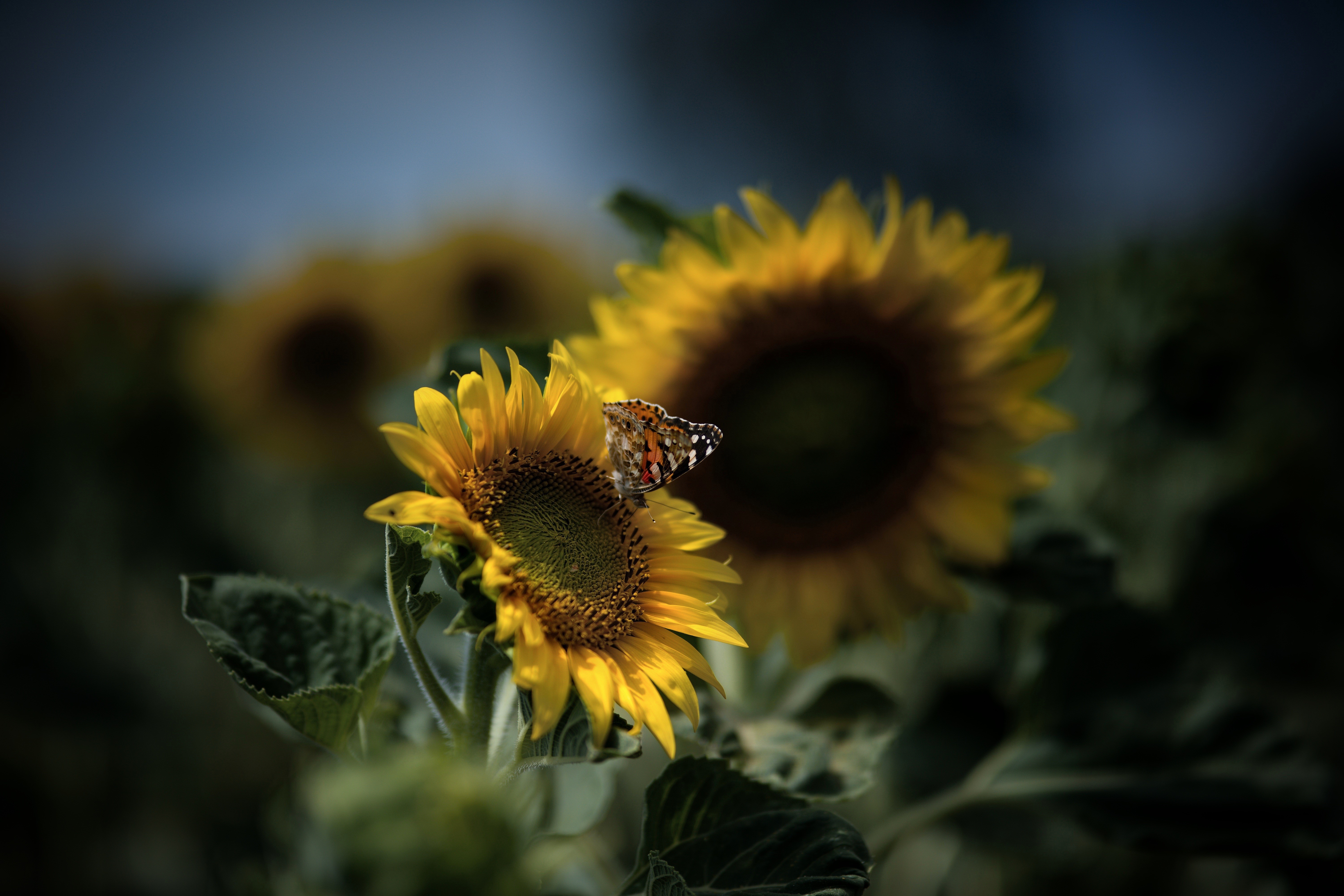 Butterfly on a Sunflower with Bokeh HD Wallpaper