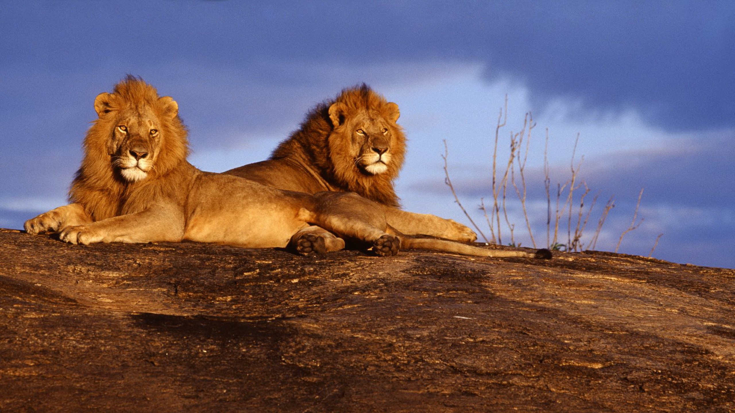 Two male lions resting on a rock HD Wallpaper