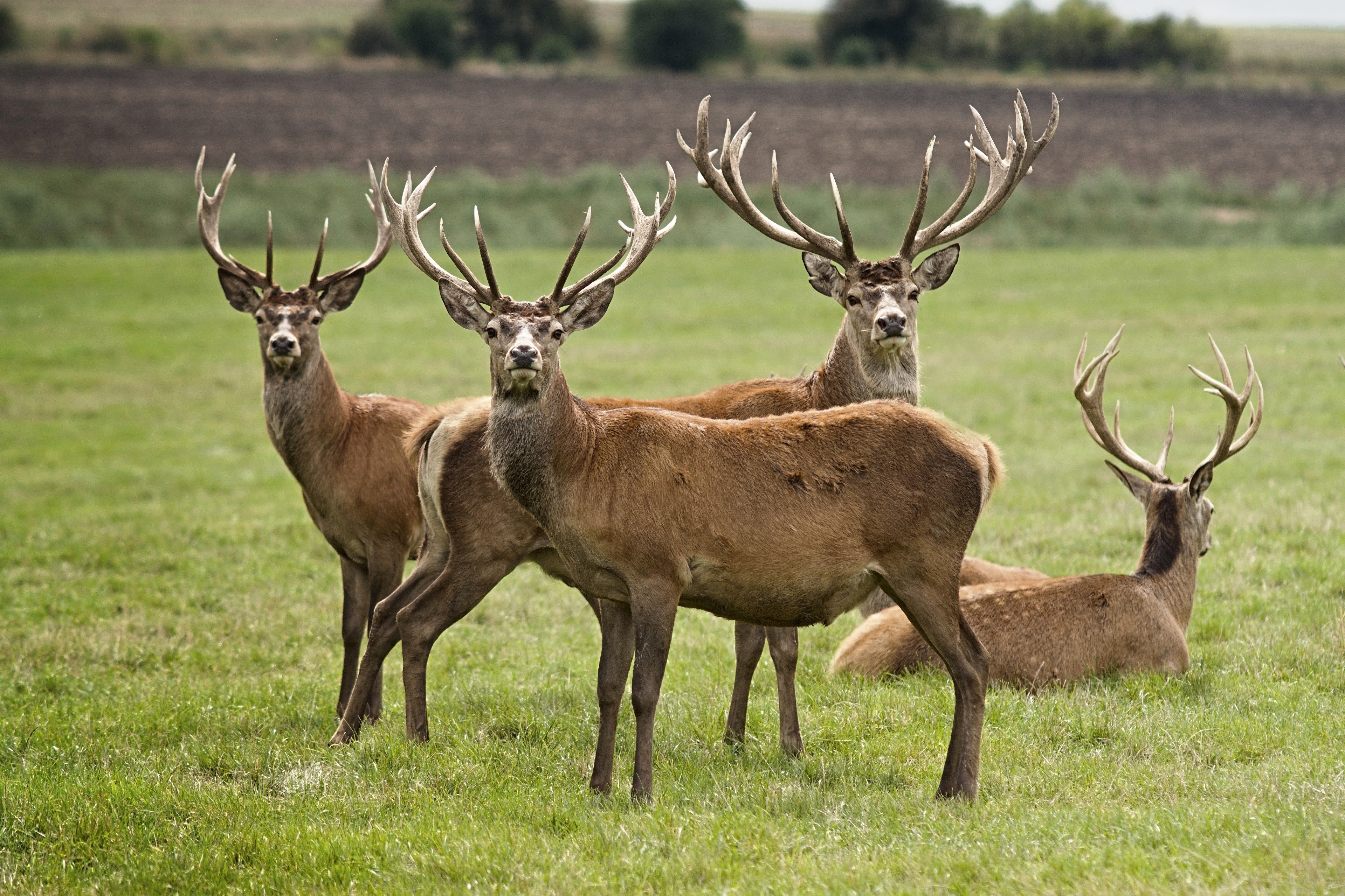 Deer with Antlers in a Field HD Wallpaper