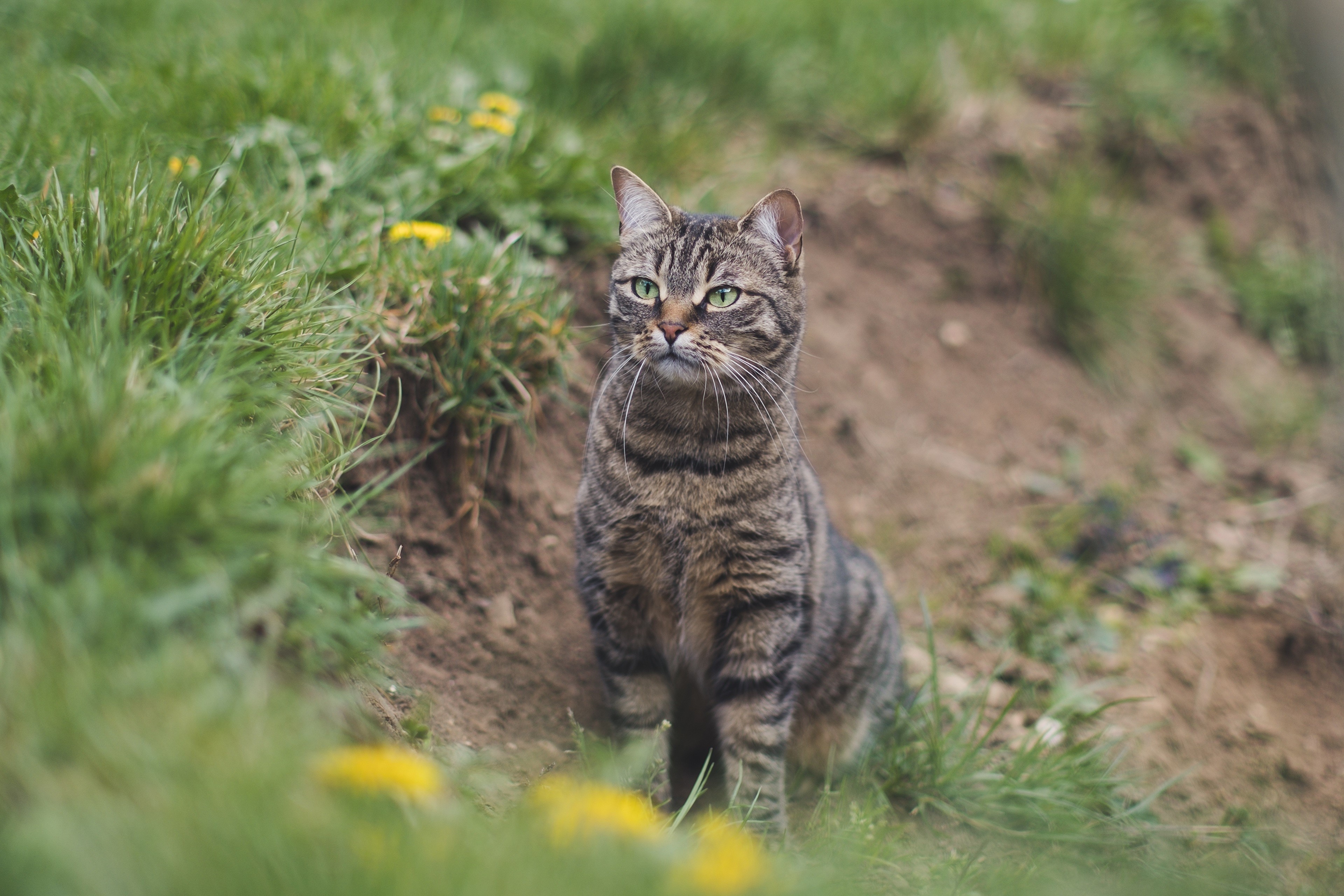 Tabby cat sitting in grass HD Wallpaper