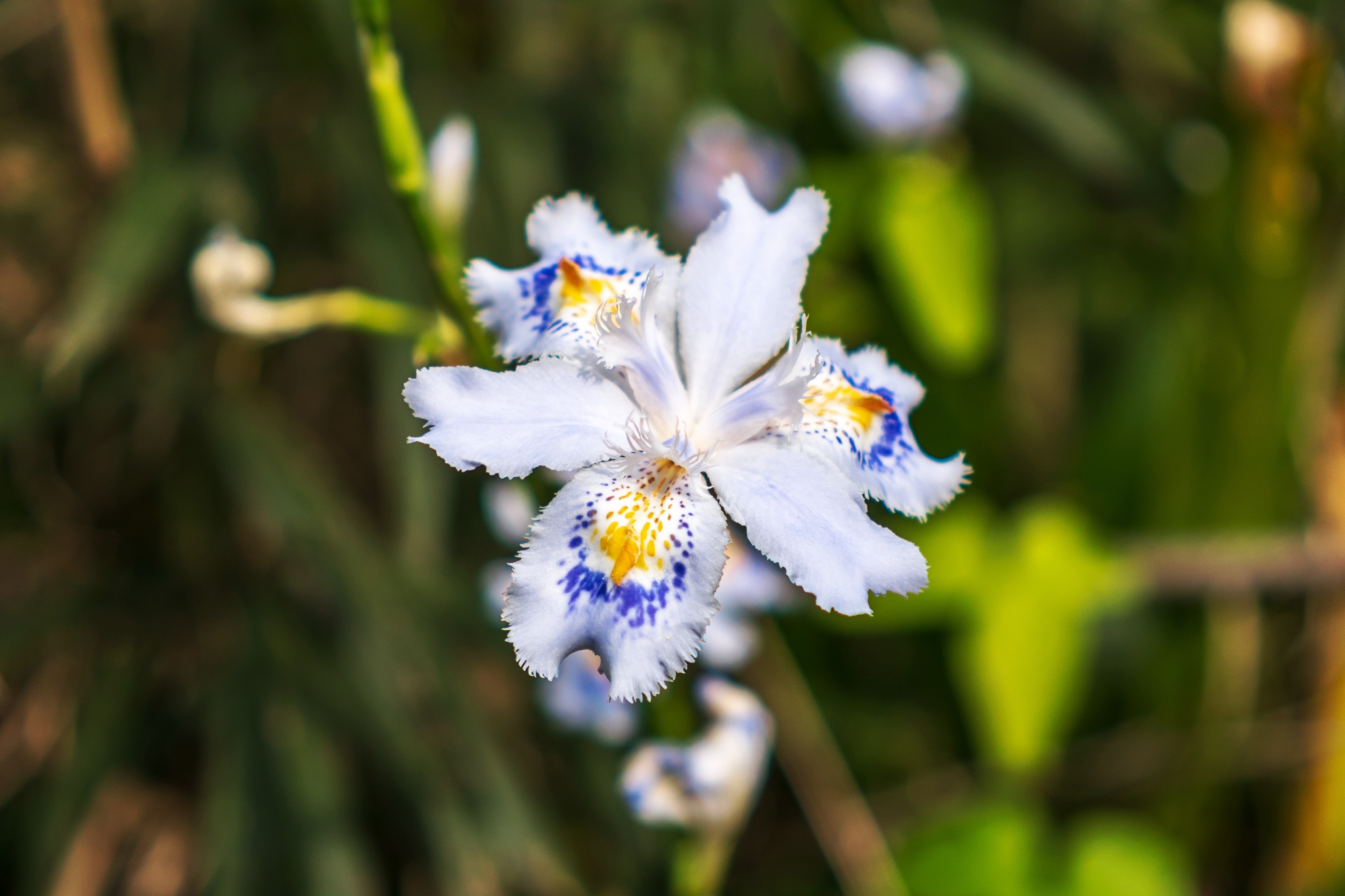 White and blue iris flower with yellow spots HD Wallpaper