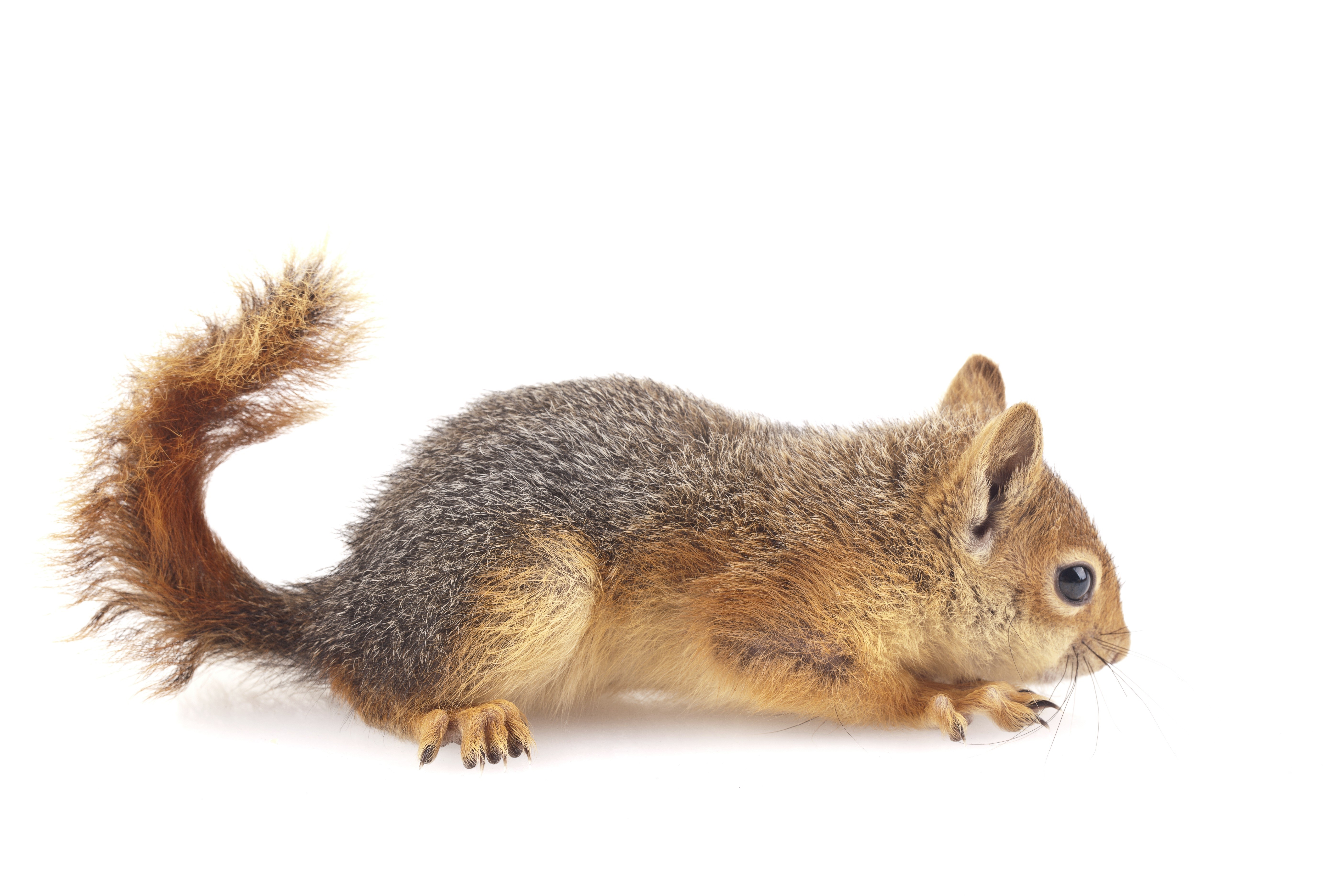 Squirrel on a white background HD Wallpaper