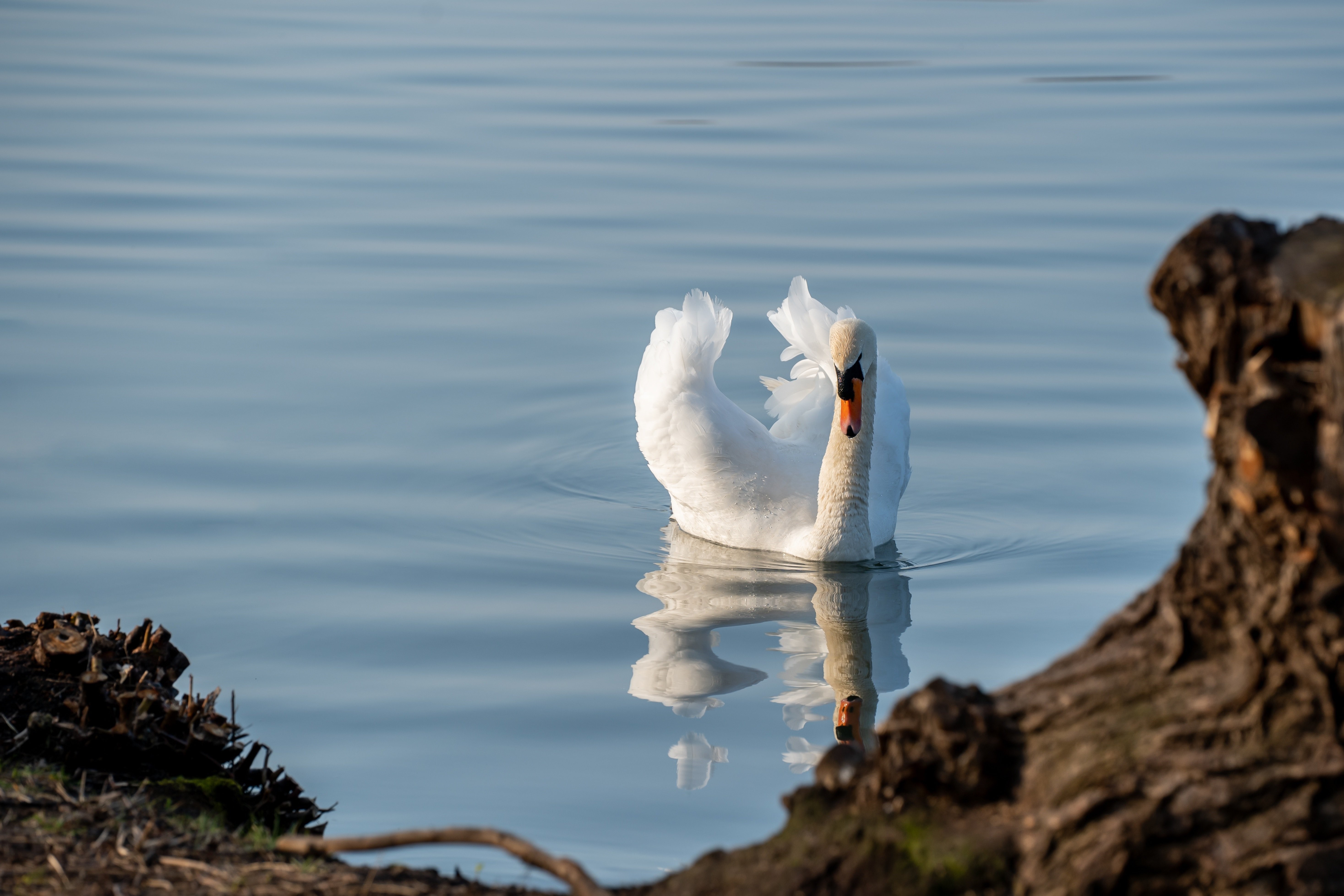 White Swan Swimming on Water HD Wallpaper
