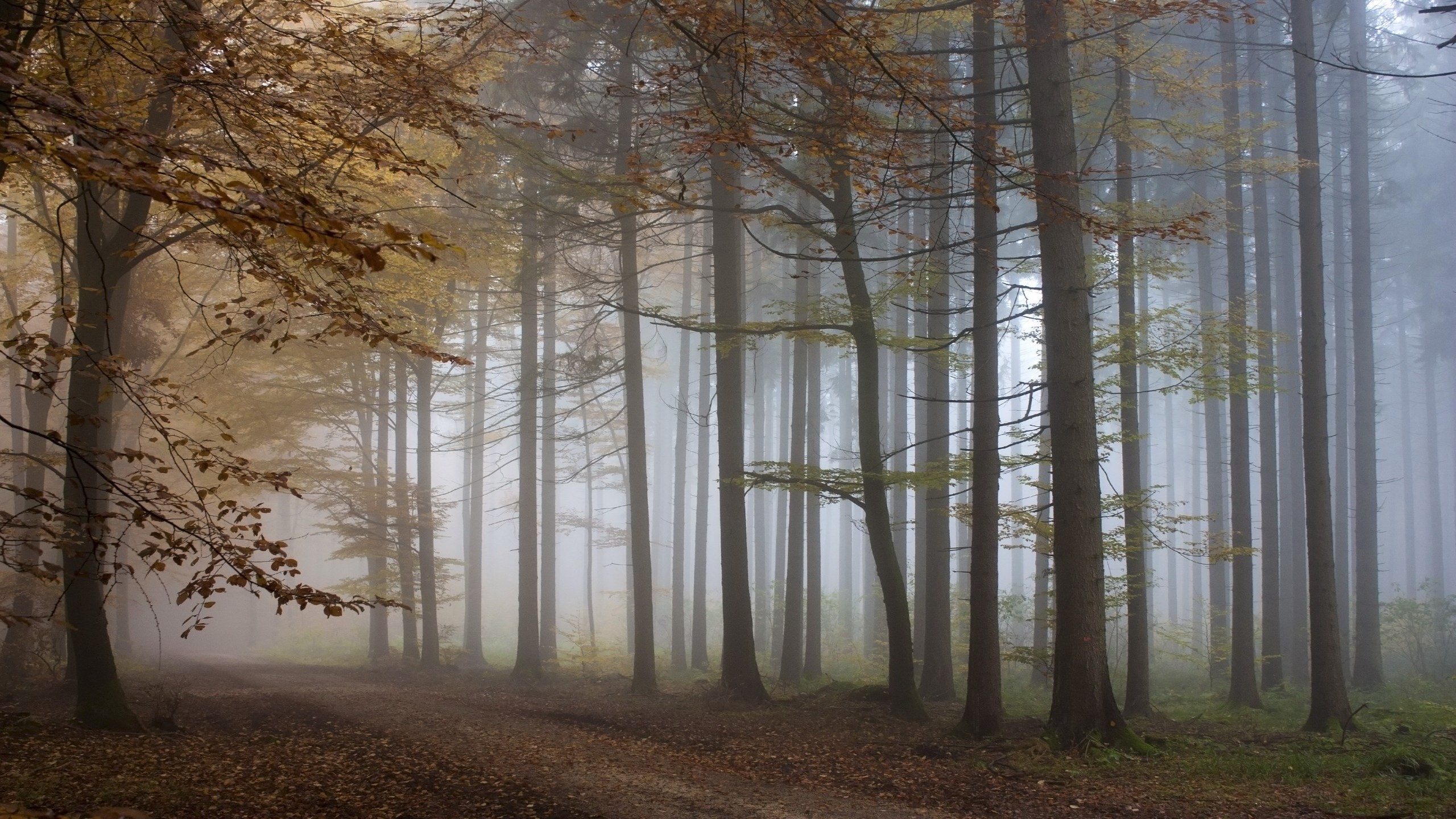 Misty forest path with autumn leaves HD Wallpaper