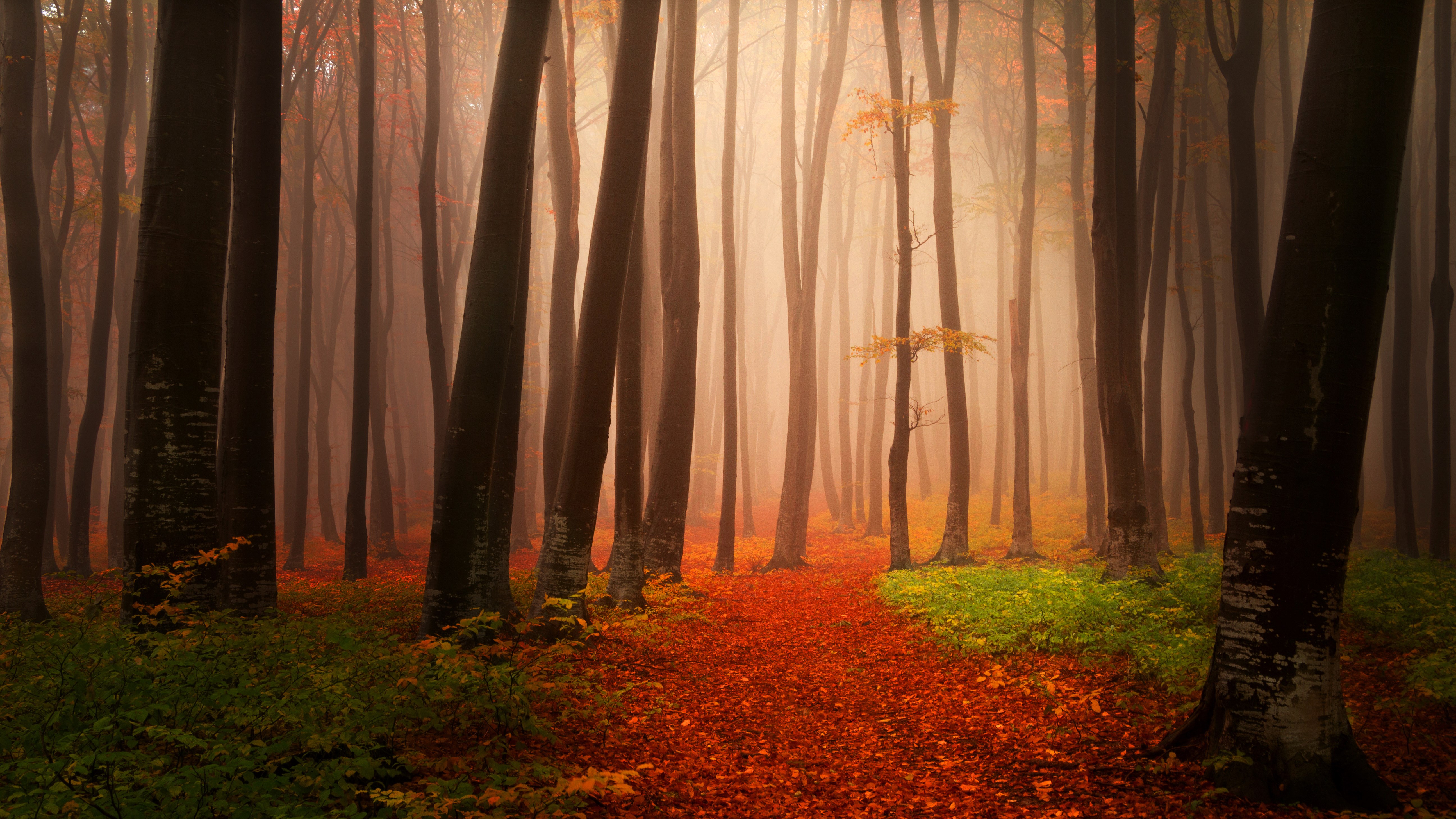 Autumn forest path with fallen leaves and fog HD Wallpaper
