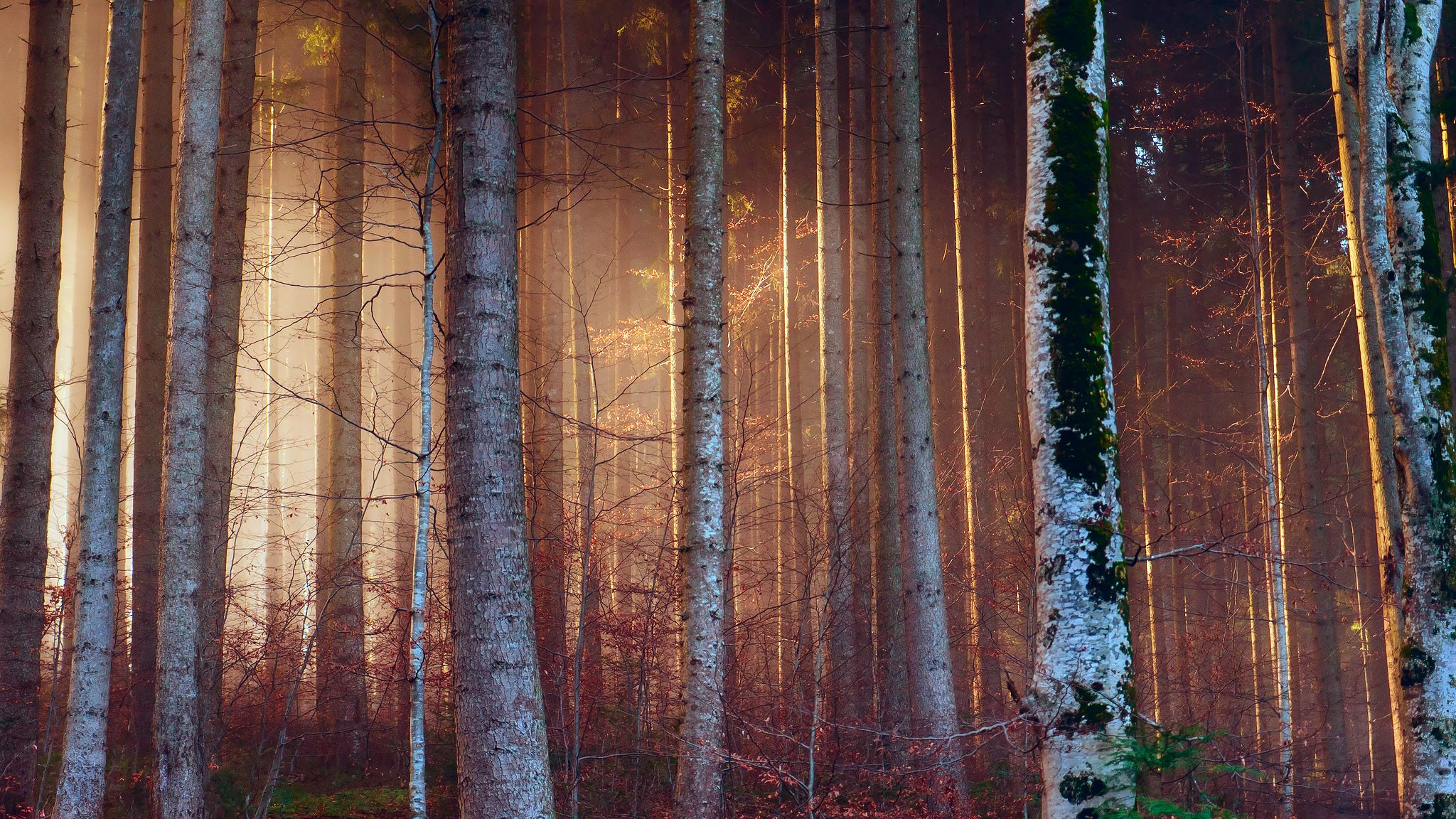Sunlight filtering through a dense forest of tall trees HD Wallpaper