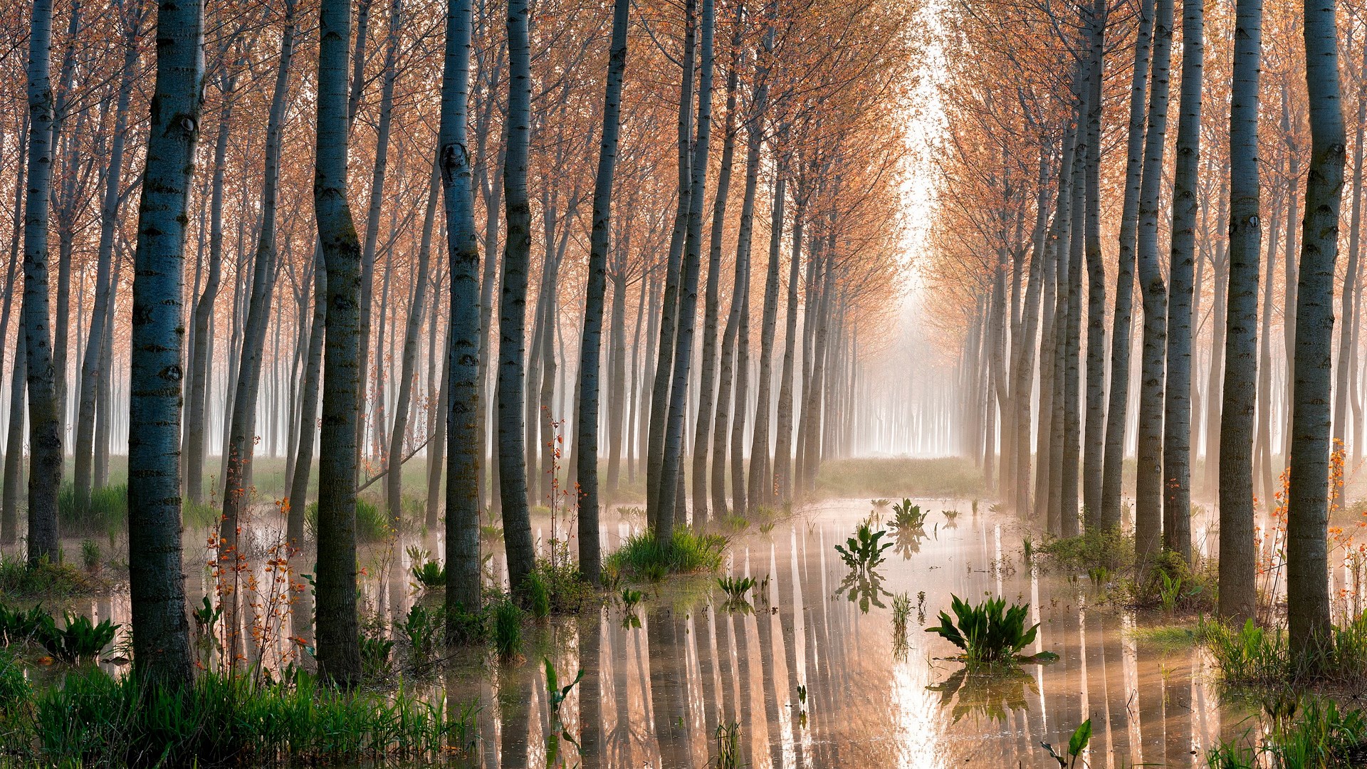 A misty forest with a flooded path and reflections HD Wallpaper