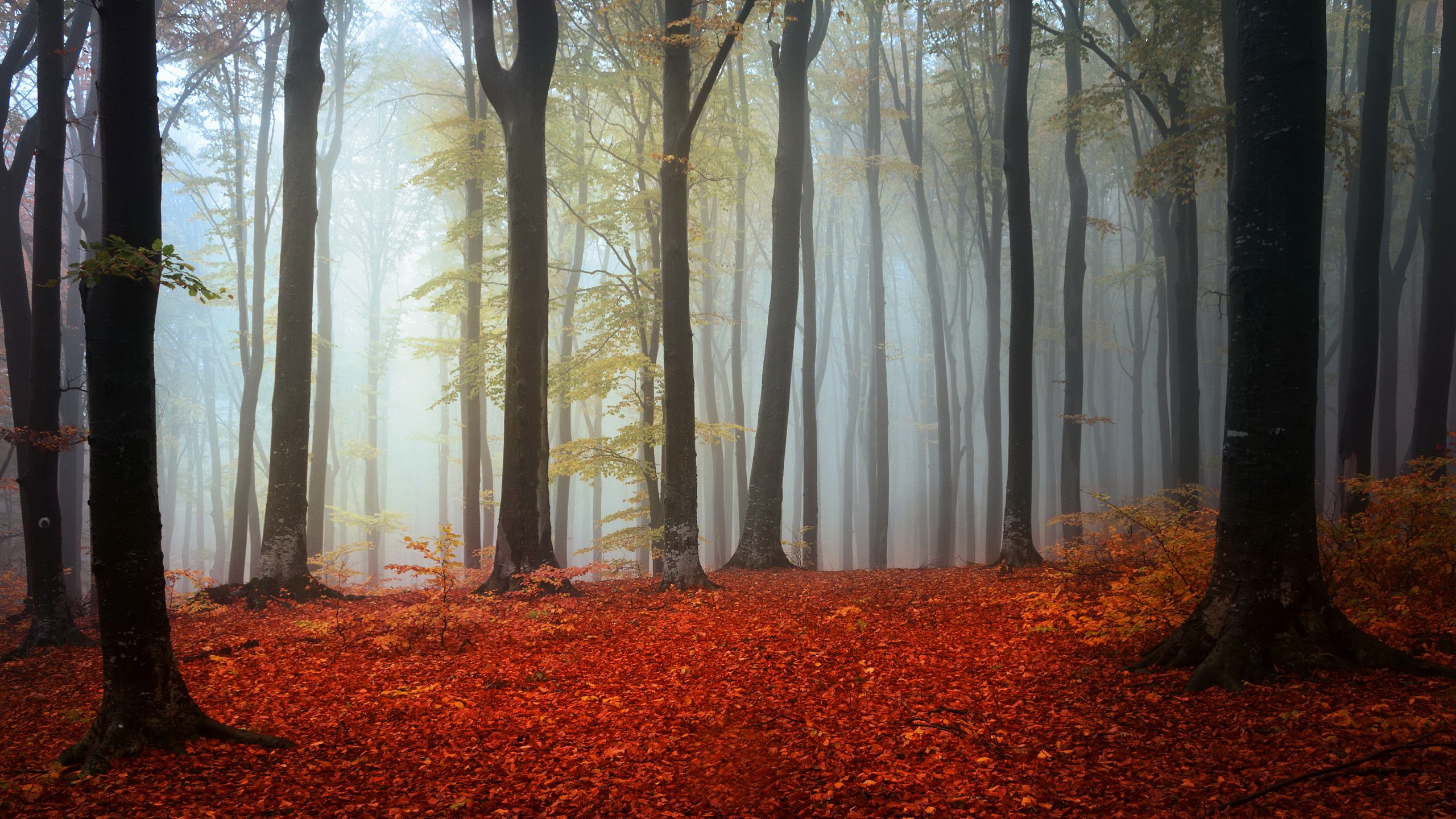 Autumn forest floor covered in red leaves with fog HD Wallpaper