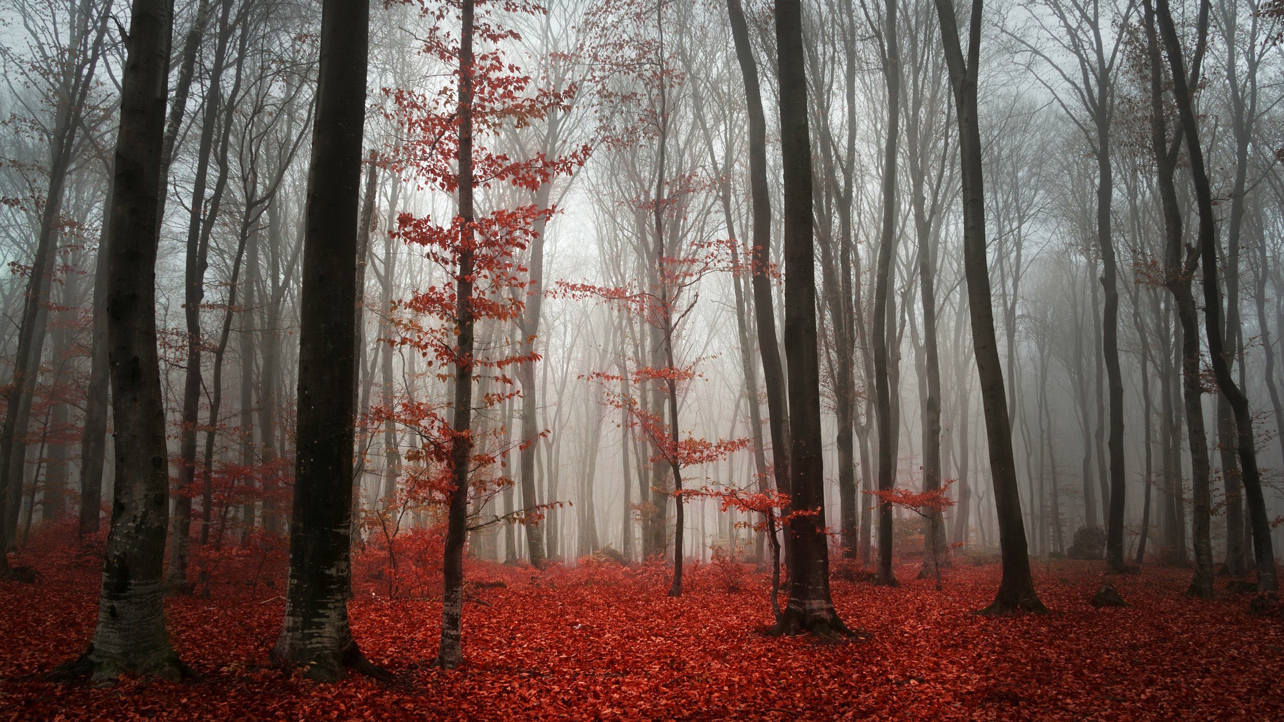 Foggy forest with red leaves on the ground HD Wallpaper