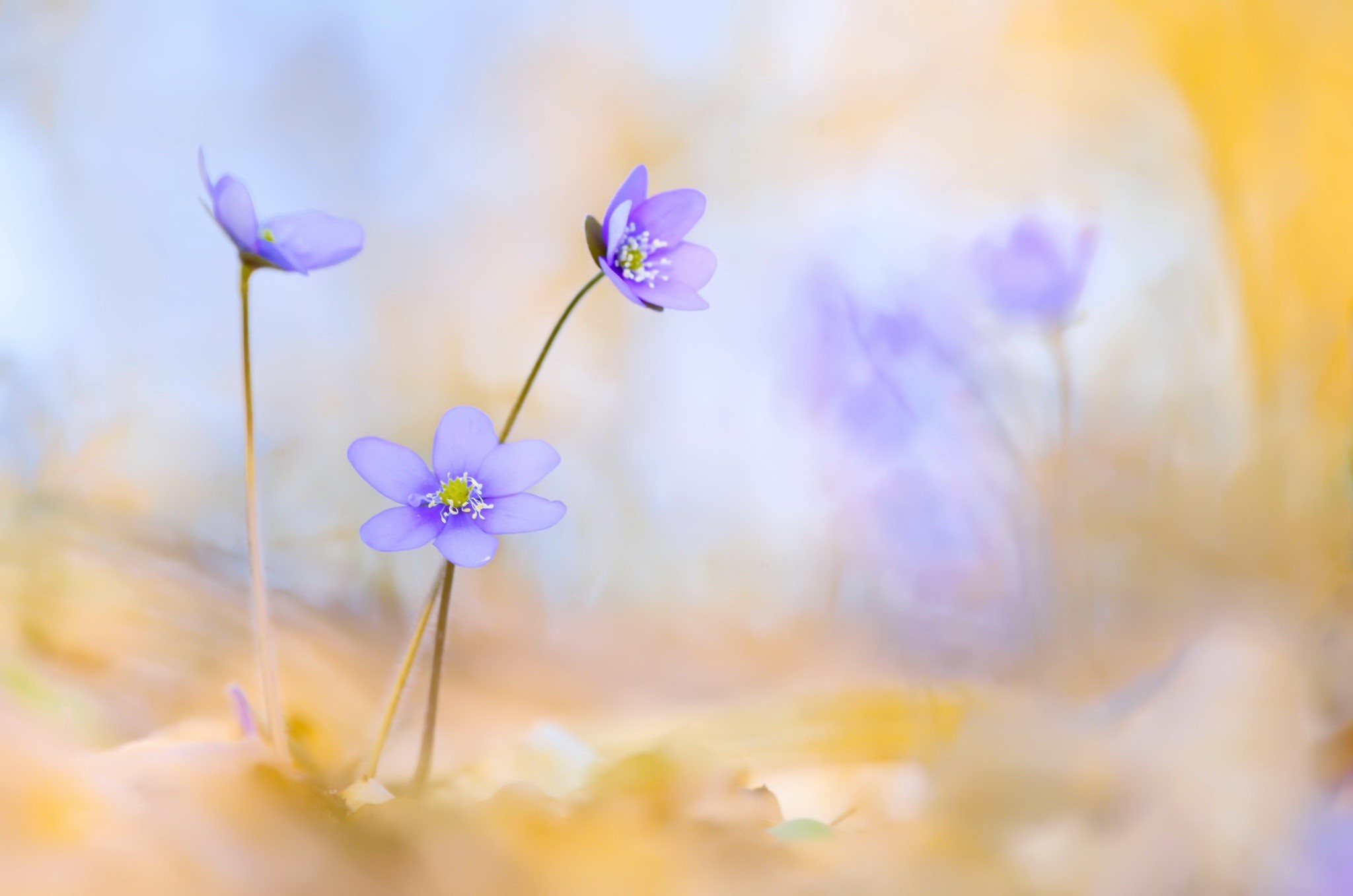 Purple flowers in a soft focus natural setting HD Wallpaper