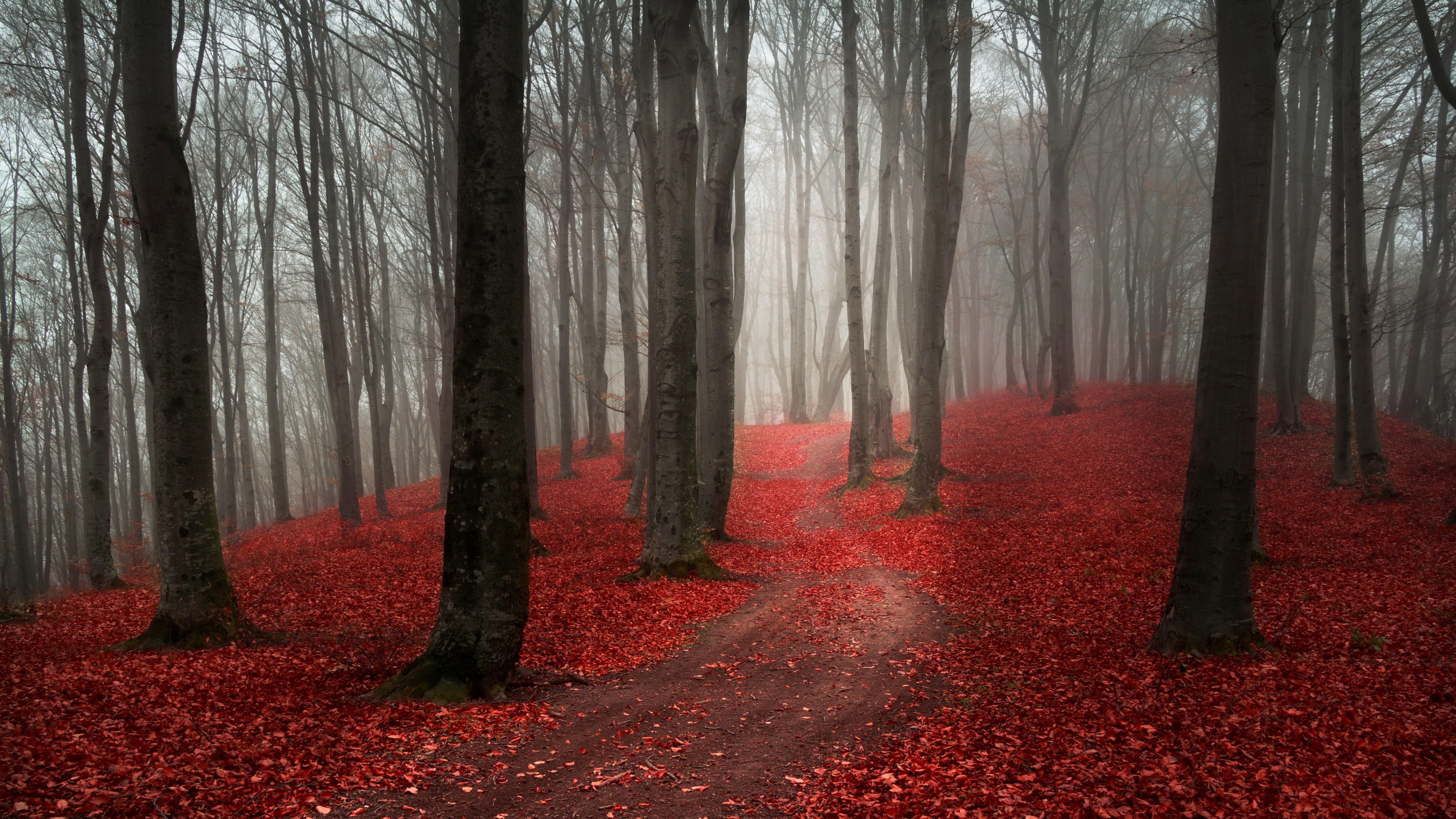 Forest path covered in red leaves with fog HD Wallpaper