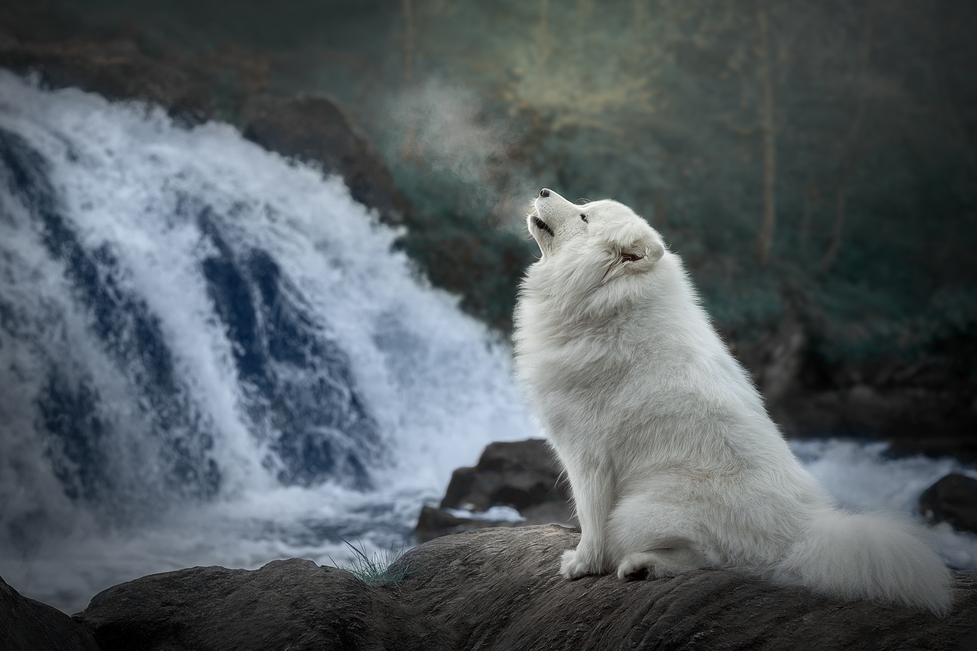 White dog howling at a waterfall HD Wallpaper