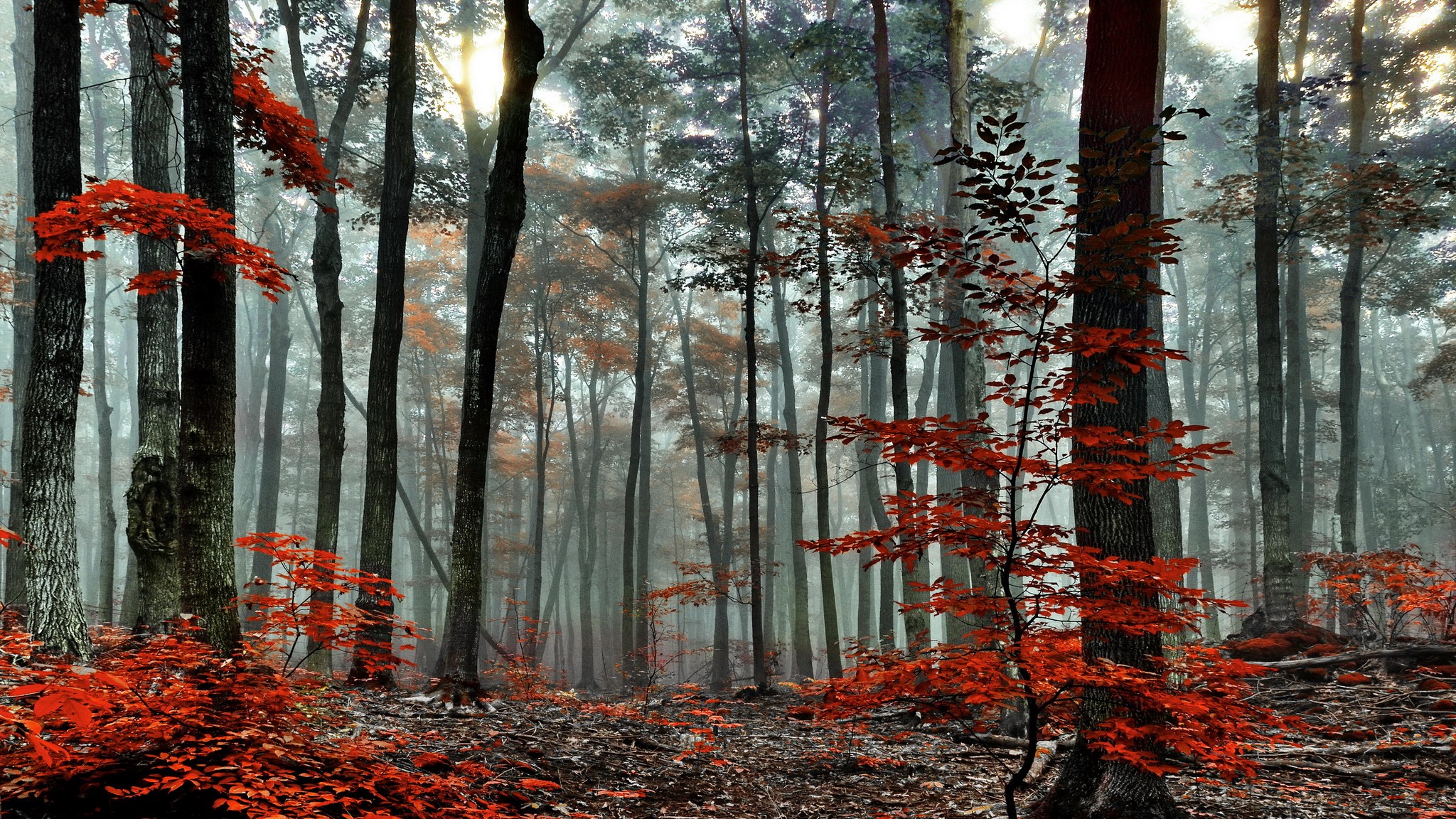 Misty forest with red autumn leaves HD Wallpaper