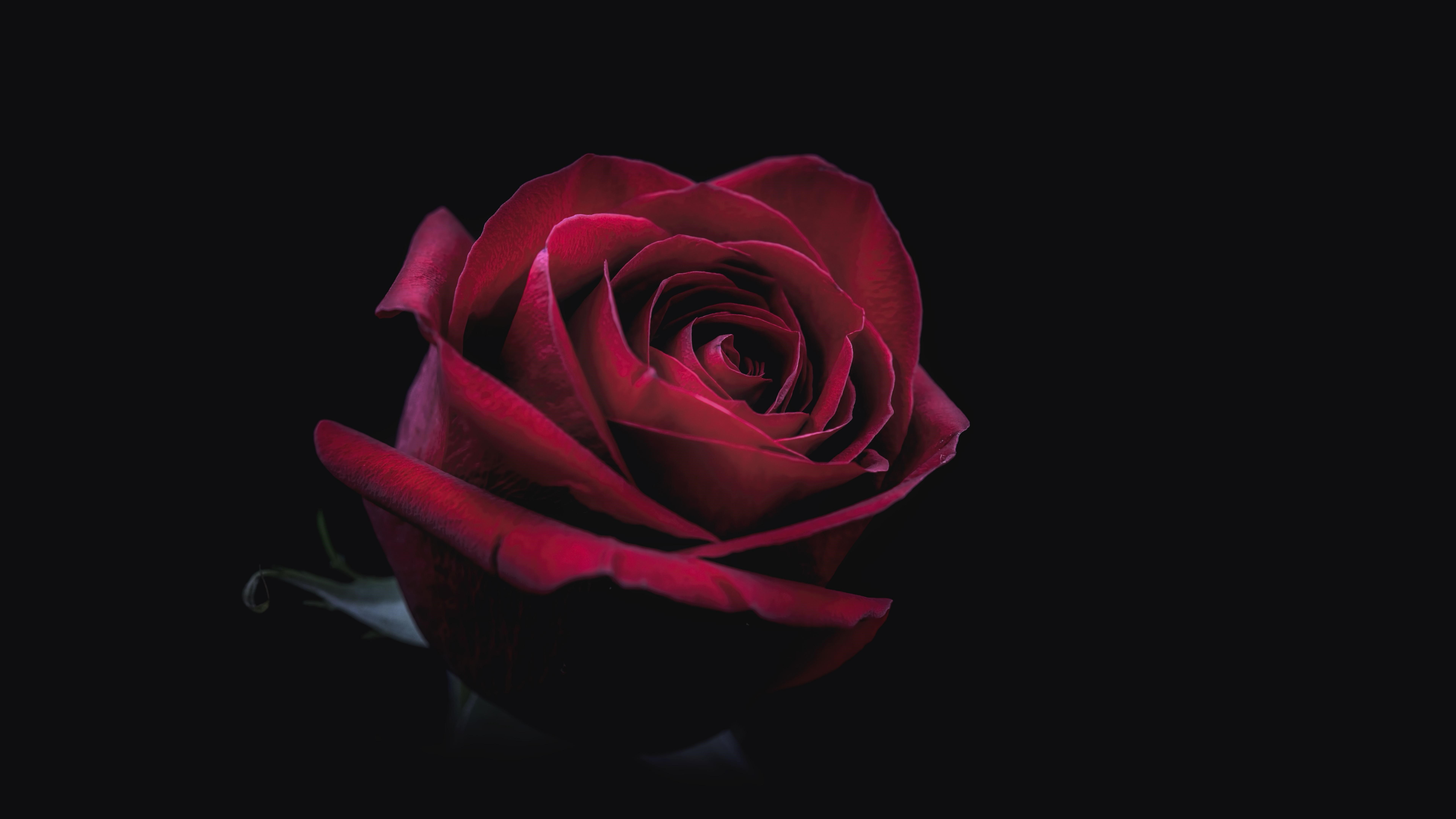 Red rose on a black background HD Wallpaper