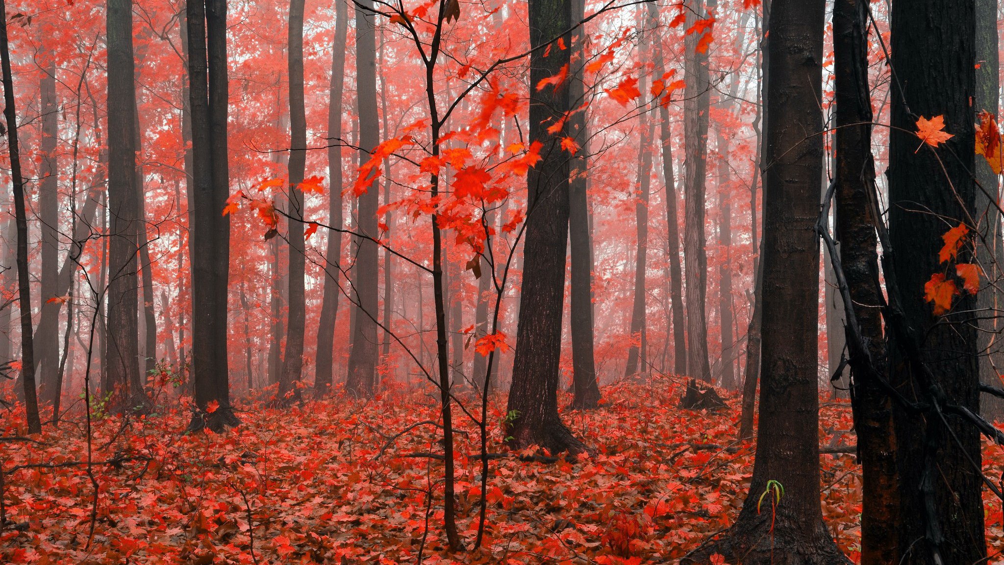 Autumn forest with red leaves and fog HD Wallpaper