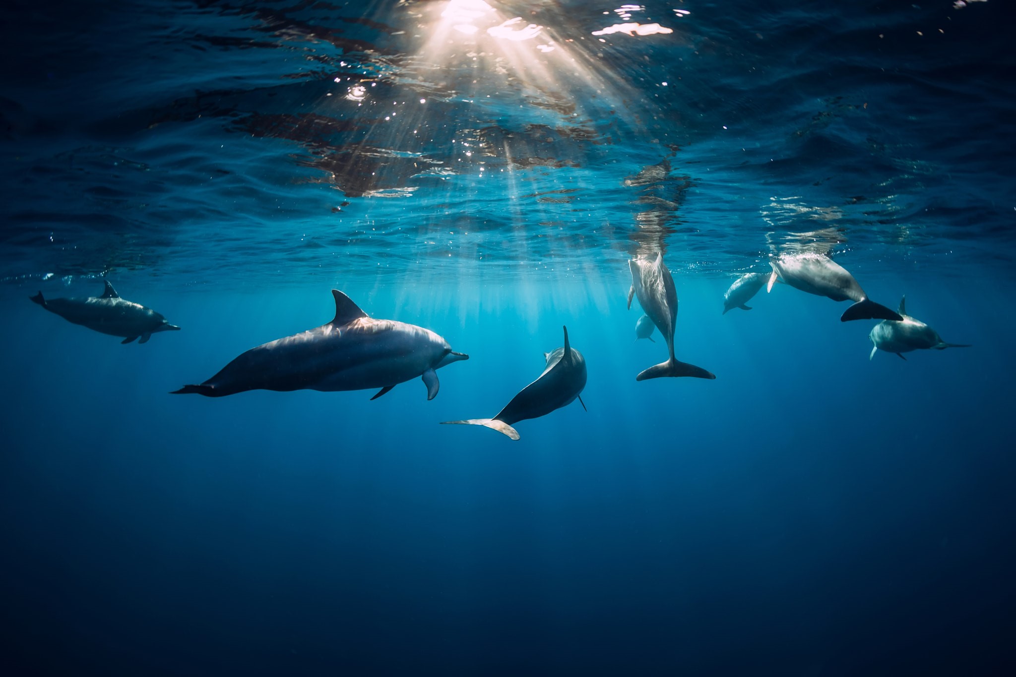 A pod of dolphins swims in the ocean HD Wallpaper
