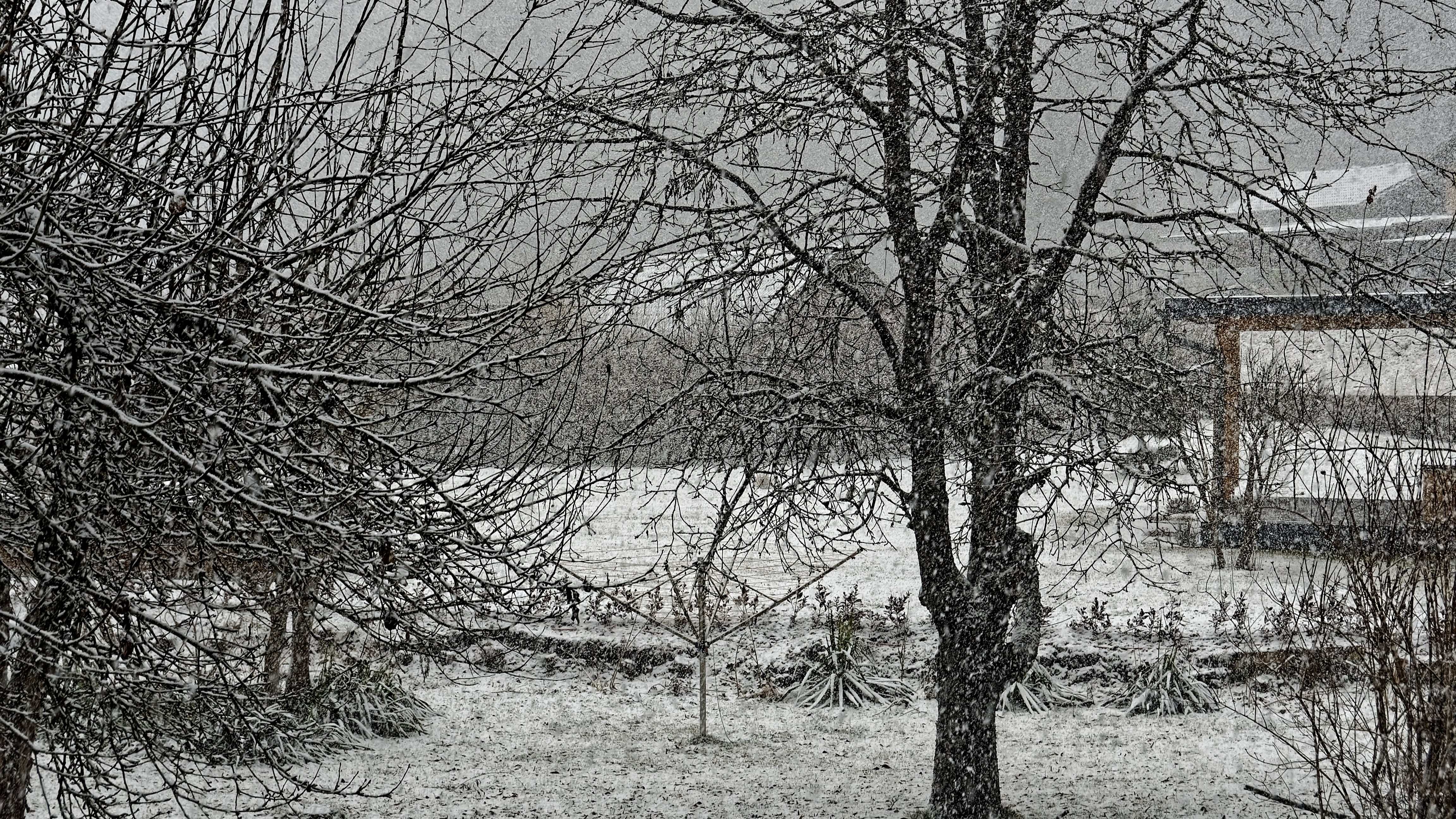 4K snow falling on trees in winter HD Wallpaper