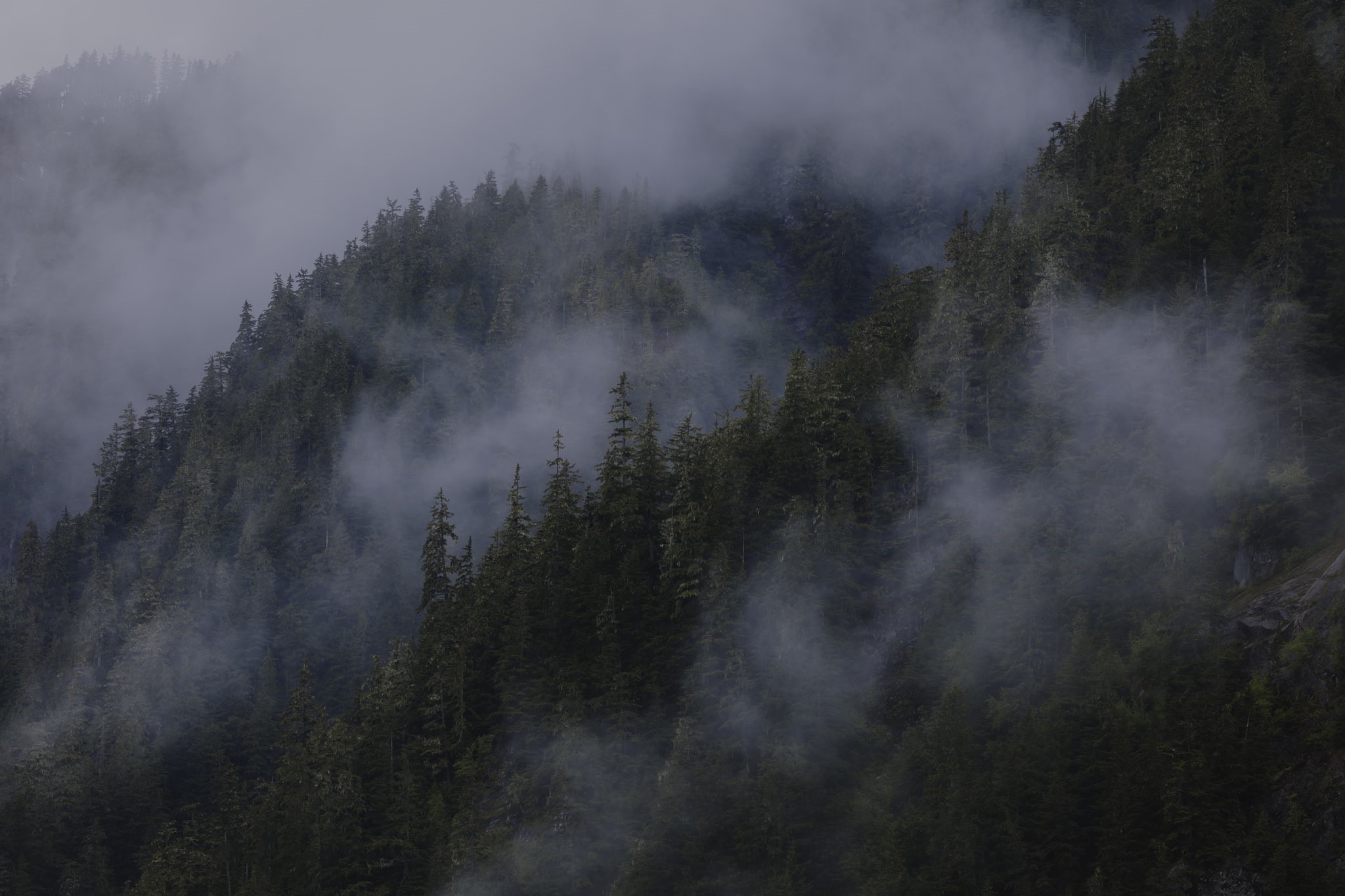 Misty pine forest on a mountainside HD Wallpaper