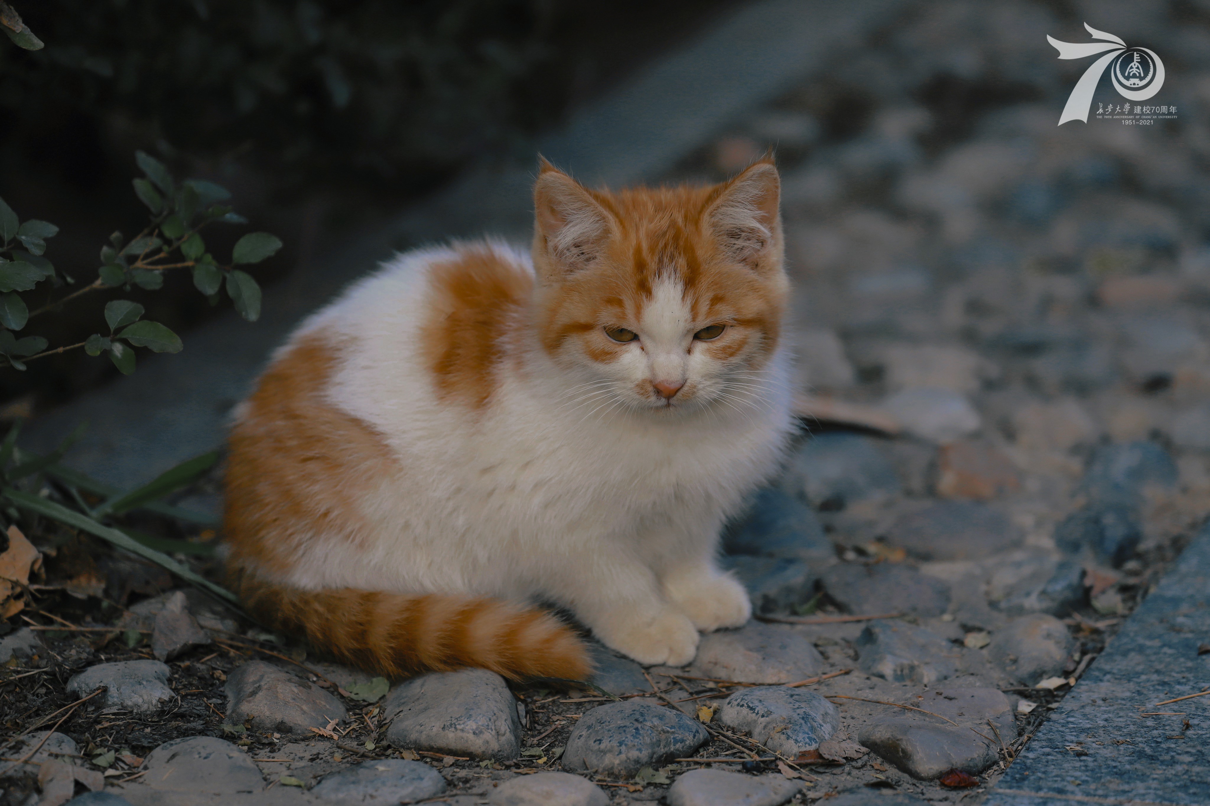 Orange and white cat sitting on cobblestones HD Wallpaper